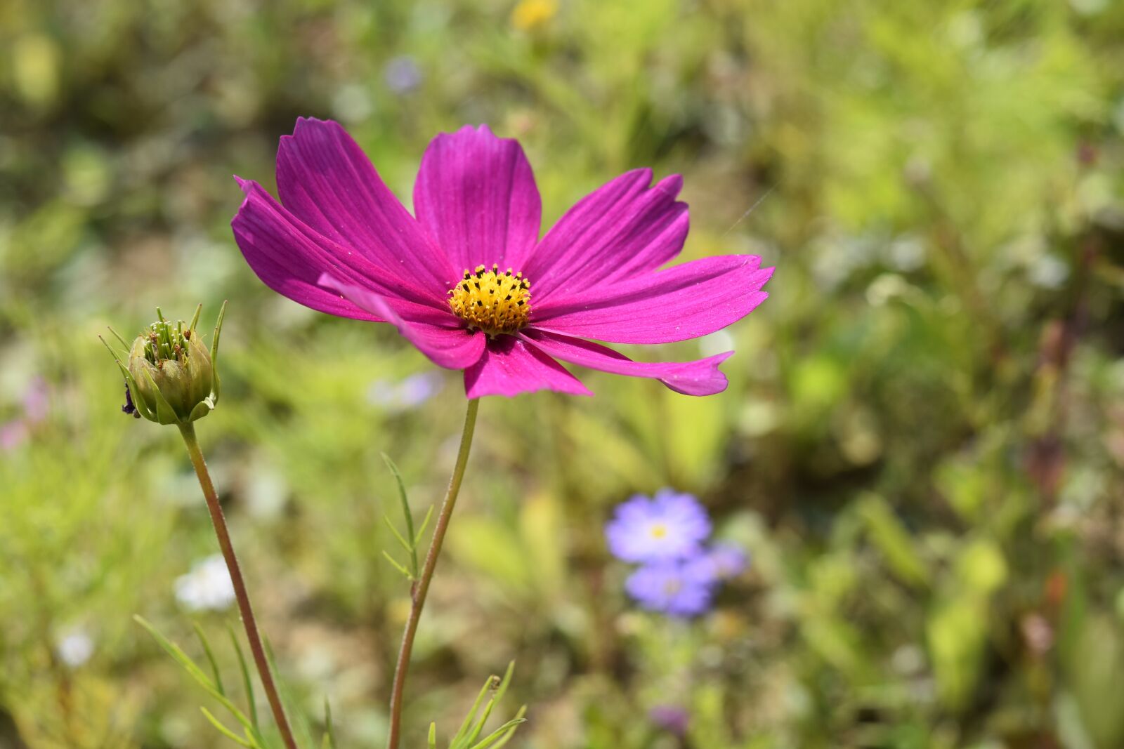 Nikon D5600 sample photo. Flower garden, flower pink photography