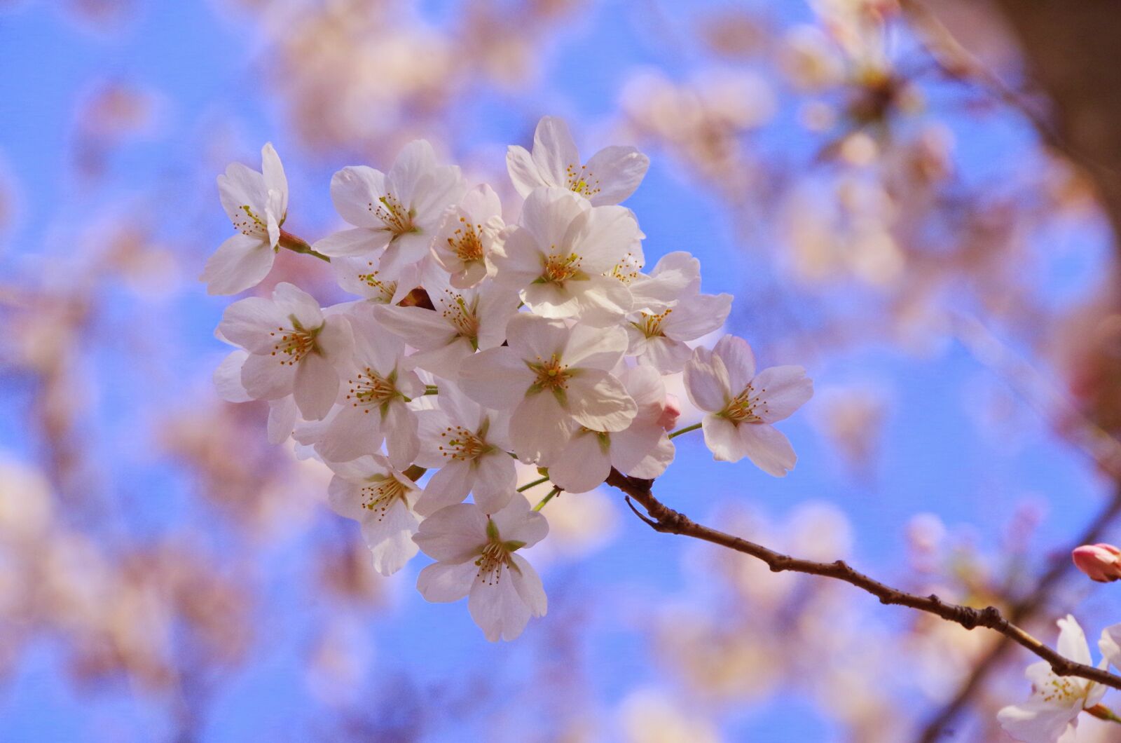 Pentax K-30 sample photo. Sakura, flowers, spring photography