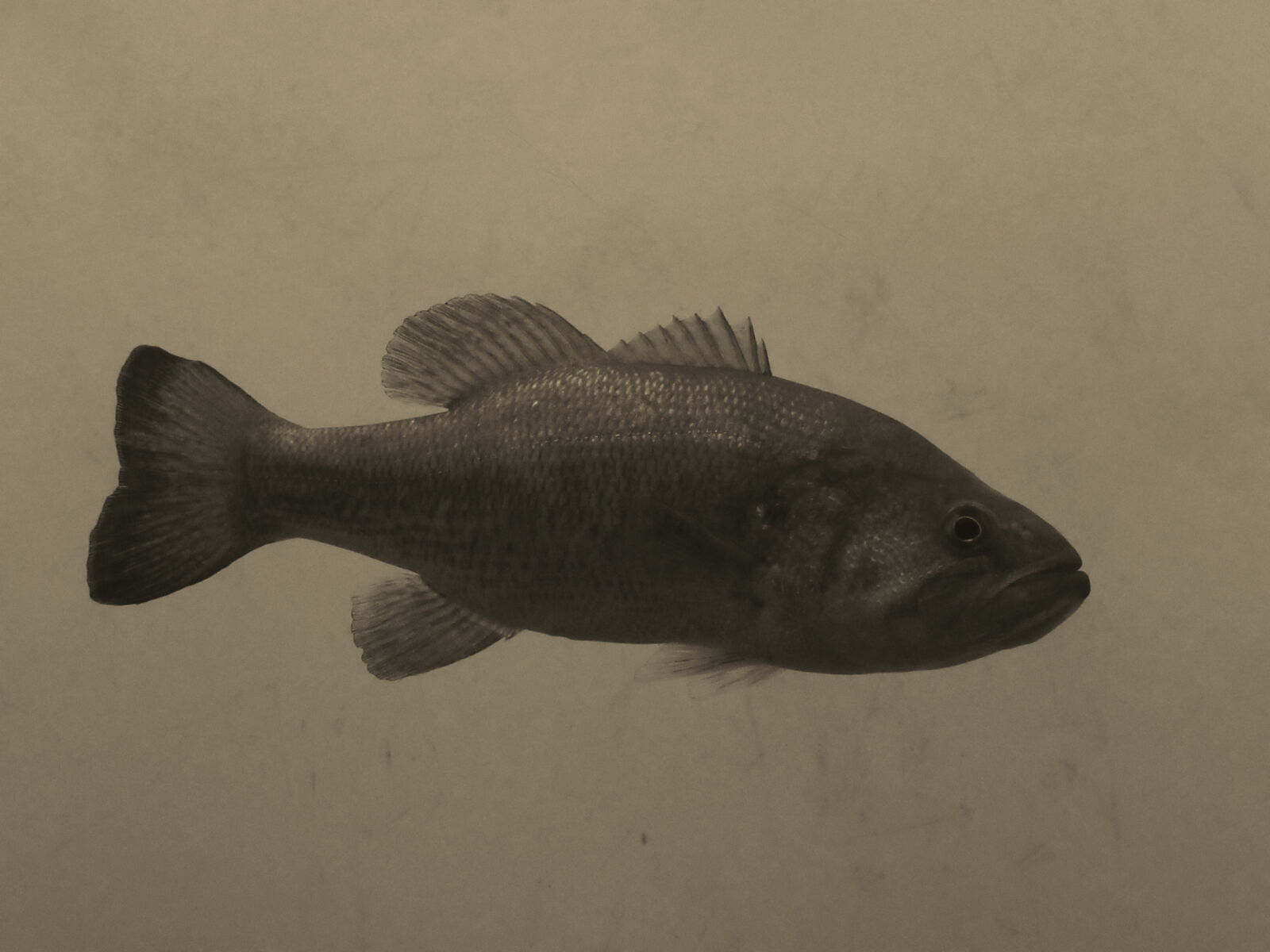 Canon PowerShot SX620 HS sample photo. Animal, aquarium, fins, fish photography