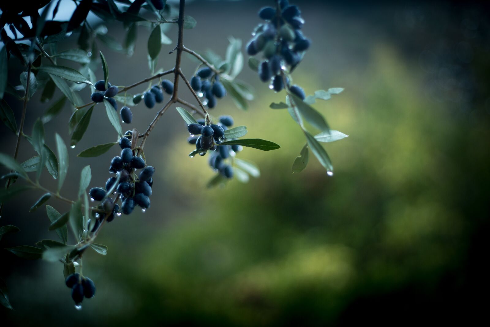 Canon EF 50mm F1.8 II sample photo. Olives, rain, green photography