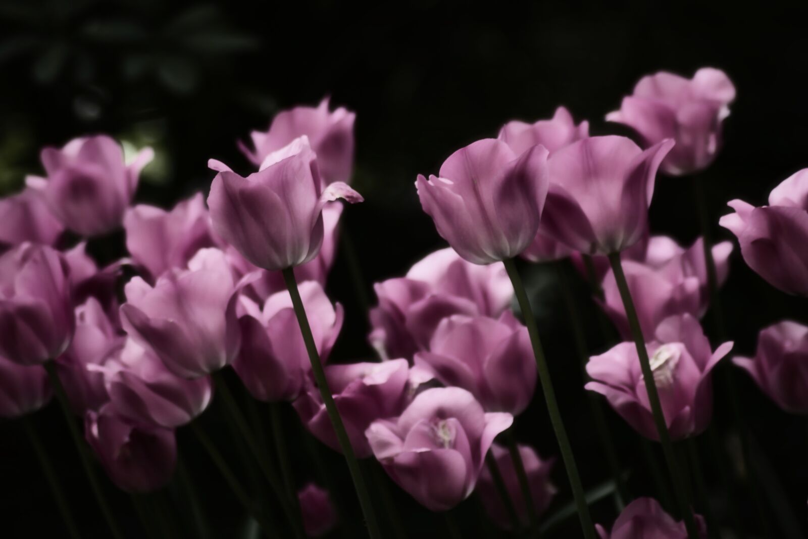 Canon EOS 1300D (EOS Rebel T6 / EOS Kiss X80) sample photo. Tulips, backlighting, spring photography