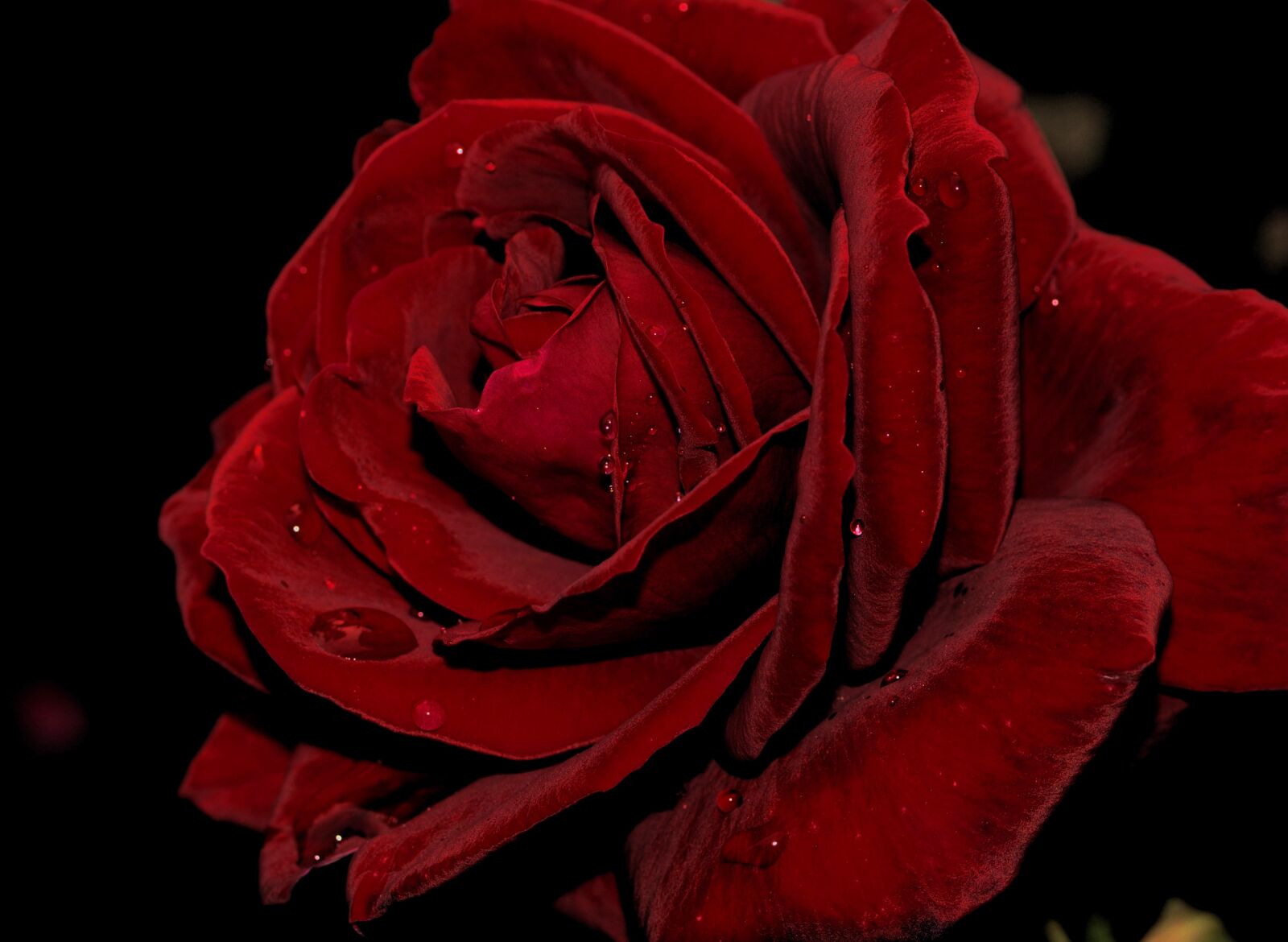 Olympus E-510 (EVOLT E-510) sample photo. Rose, petal, flower photography