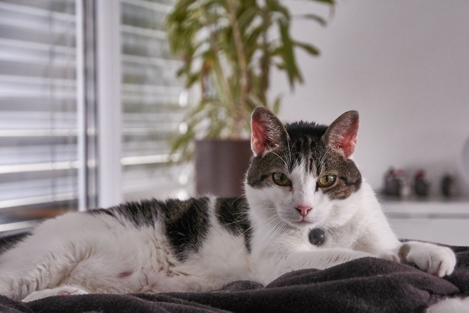 Nikon D7200 sample photo. Cat, sweet, pet photography