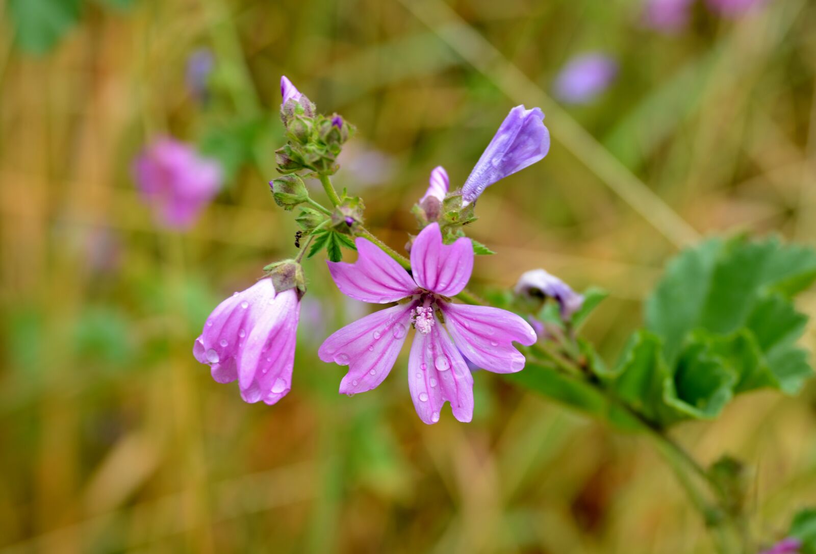 Nikon D600 sample photo. Mallow, flower, nature photography