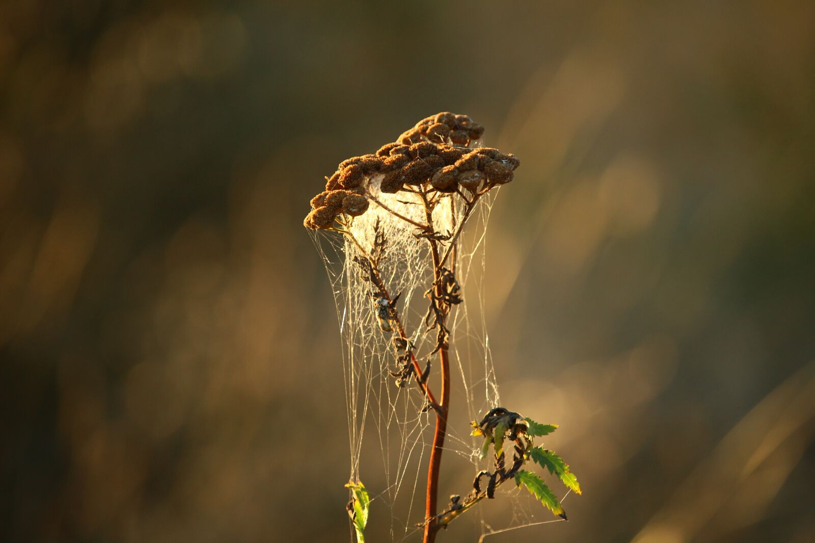 Canon EOS 100D (EOS Rebel SL1 / EOS Kiss X7) sample photo. Plant, tansy, cobweb photography