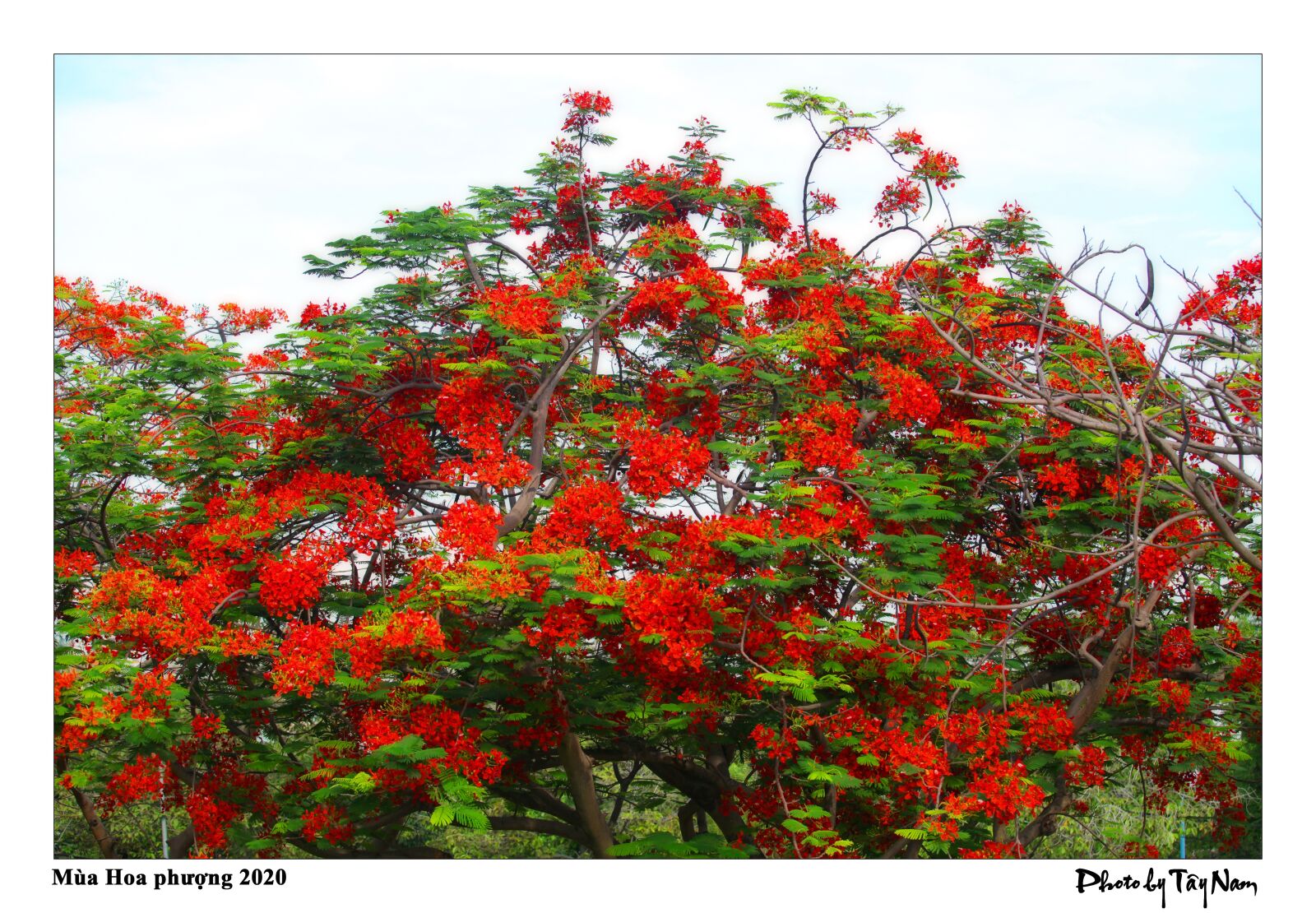 Canon EOS 5D Mark II sample photo. Flower, summer, phoenix flower photography