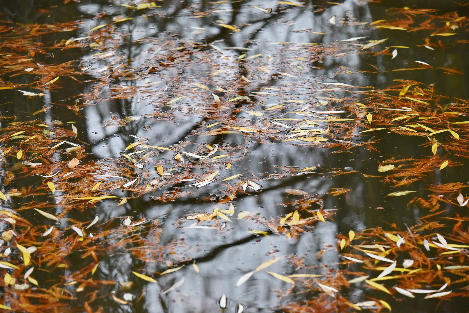 Nikon D5500 sample photo. Autumn season, water level photography