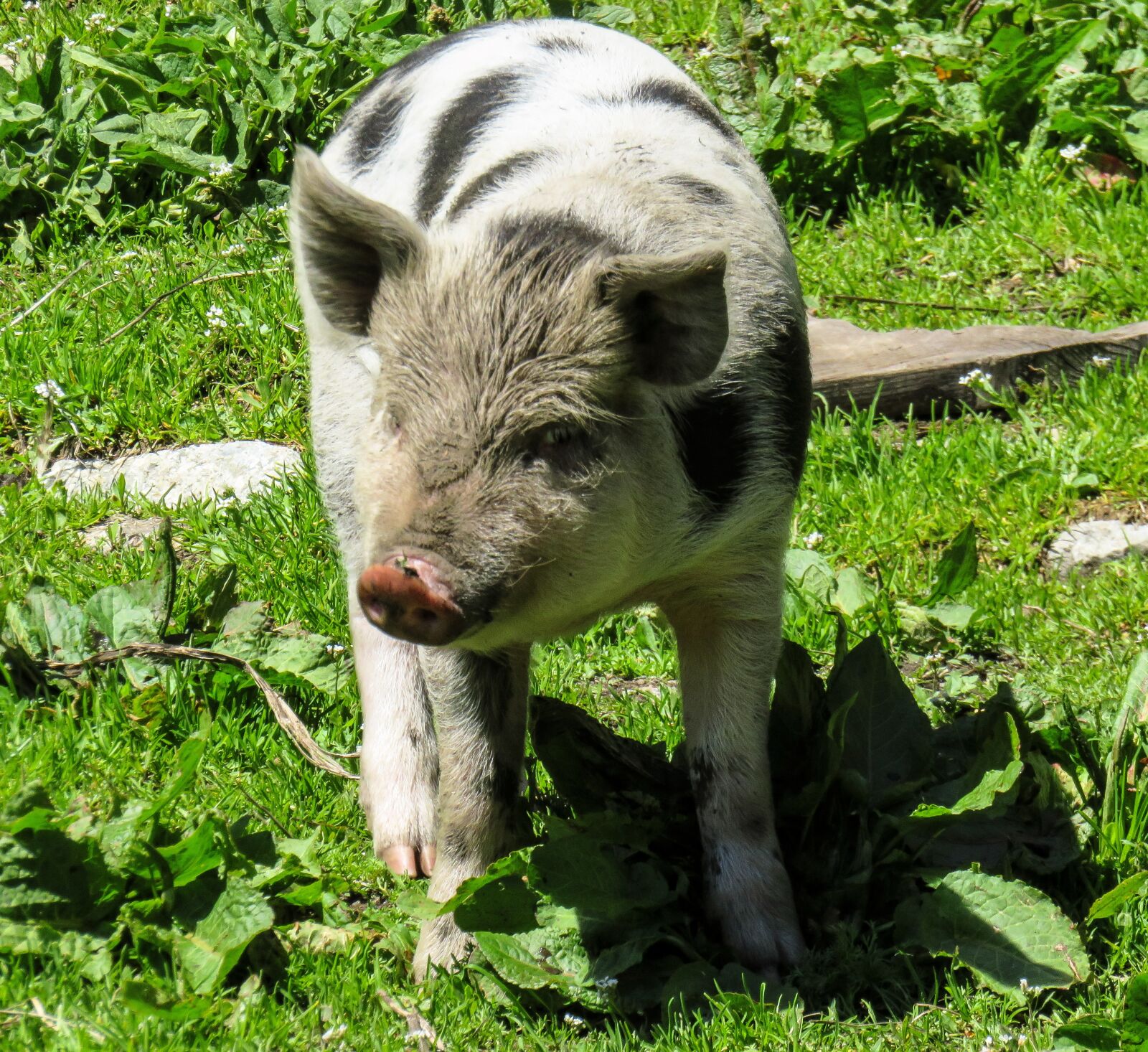 Домашняя свинья. Доместик Пиг. Domestic Pig. Pixabay Pig. Россамка.