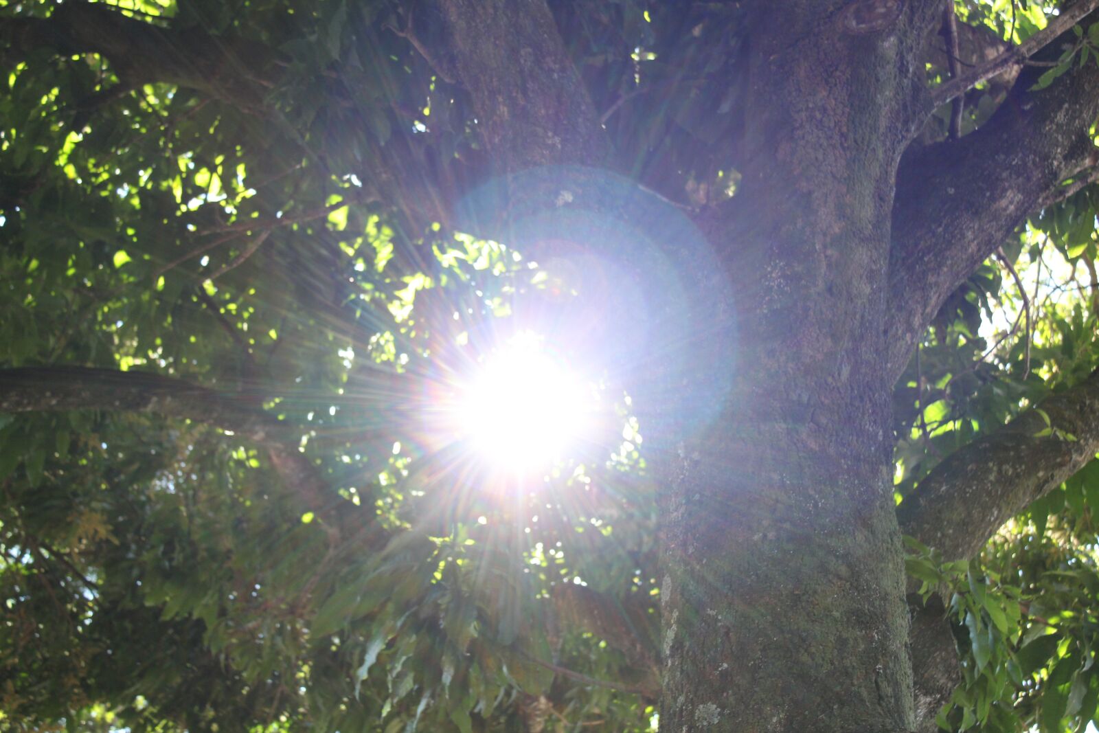 Canon EOS 1300D (EOS Rebel T6 / EOS Kiss X80) sample photo. Tree, nature, sun photography