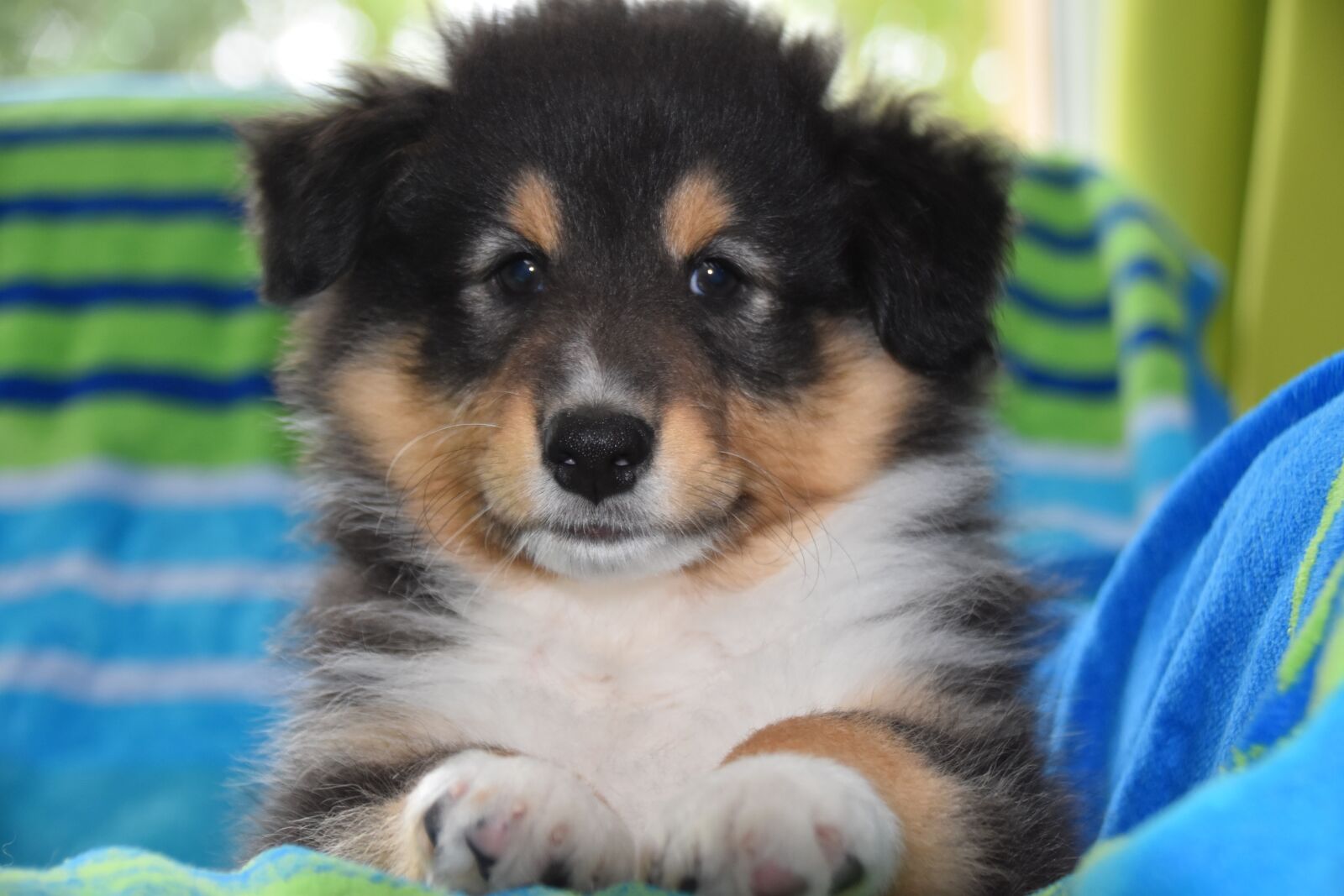 Nikon D5600 sample photo. Puppy, dog, pup photography