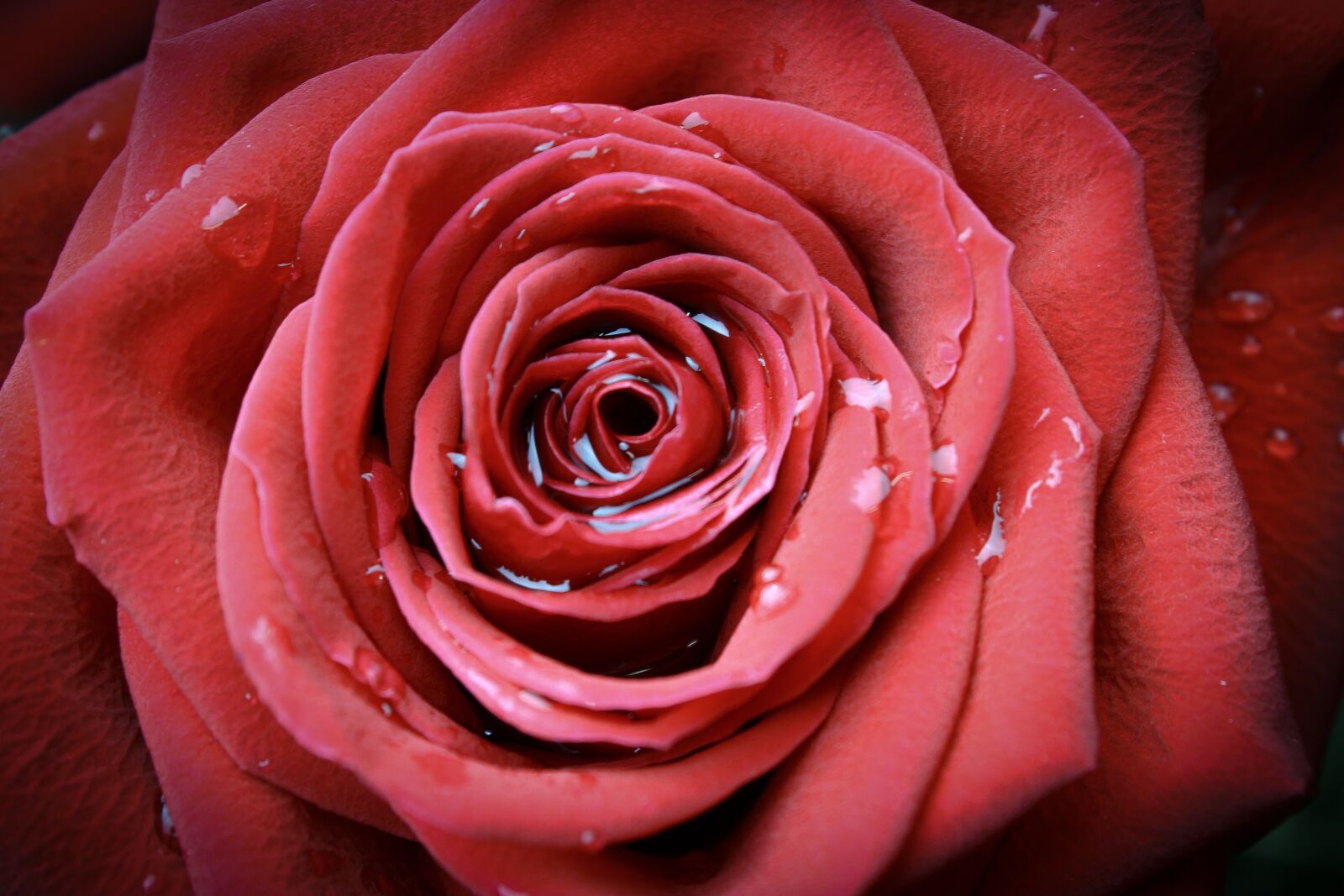 Canon EOS 600D (Rebel EOS T3i / EOS Kiss X5) sample photo. Rose, flower, petal photography