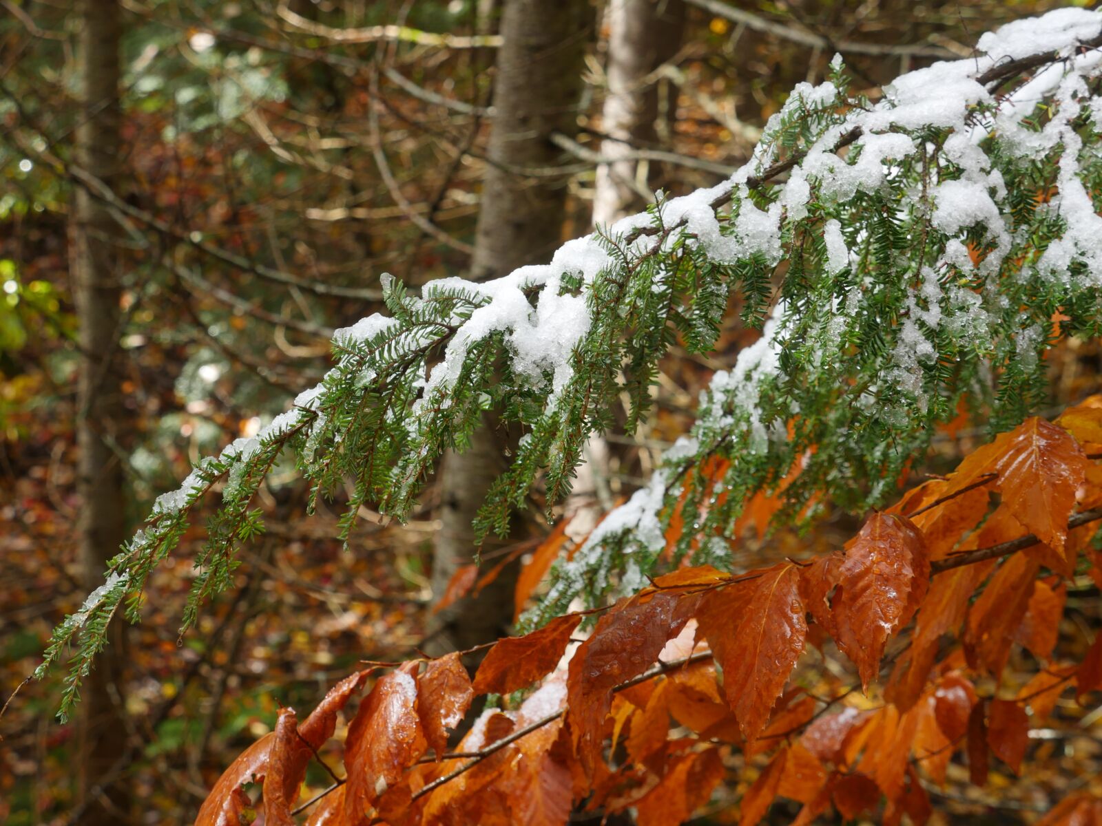 Panasonic Lumix DMC-GH4 sample photo. Late fall, autumn, pine photography