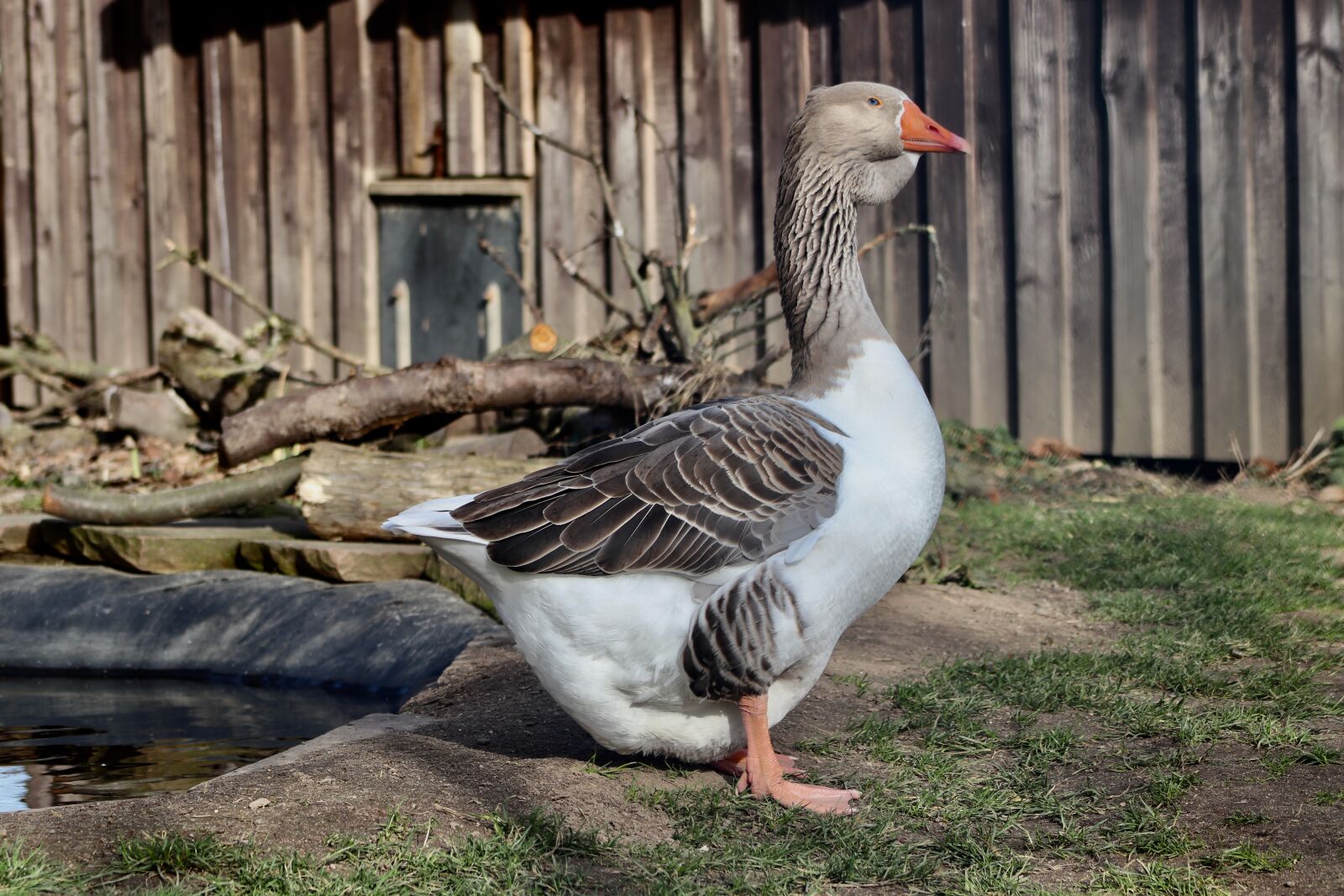 Canon EOS 800D (EOS Rebel T7i / EOS Kiss X9i) sample photo. Pet, domestic goose, ganter photography