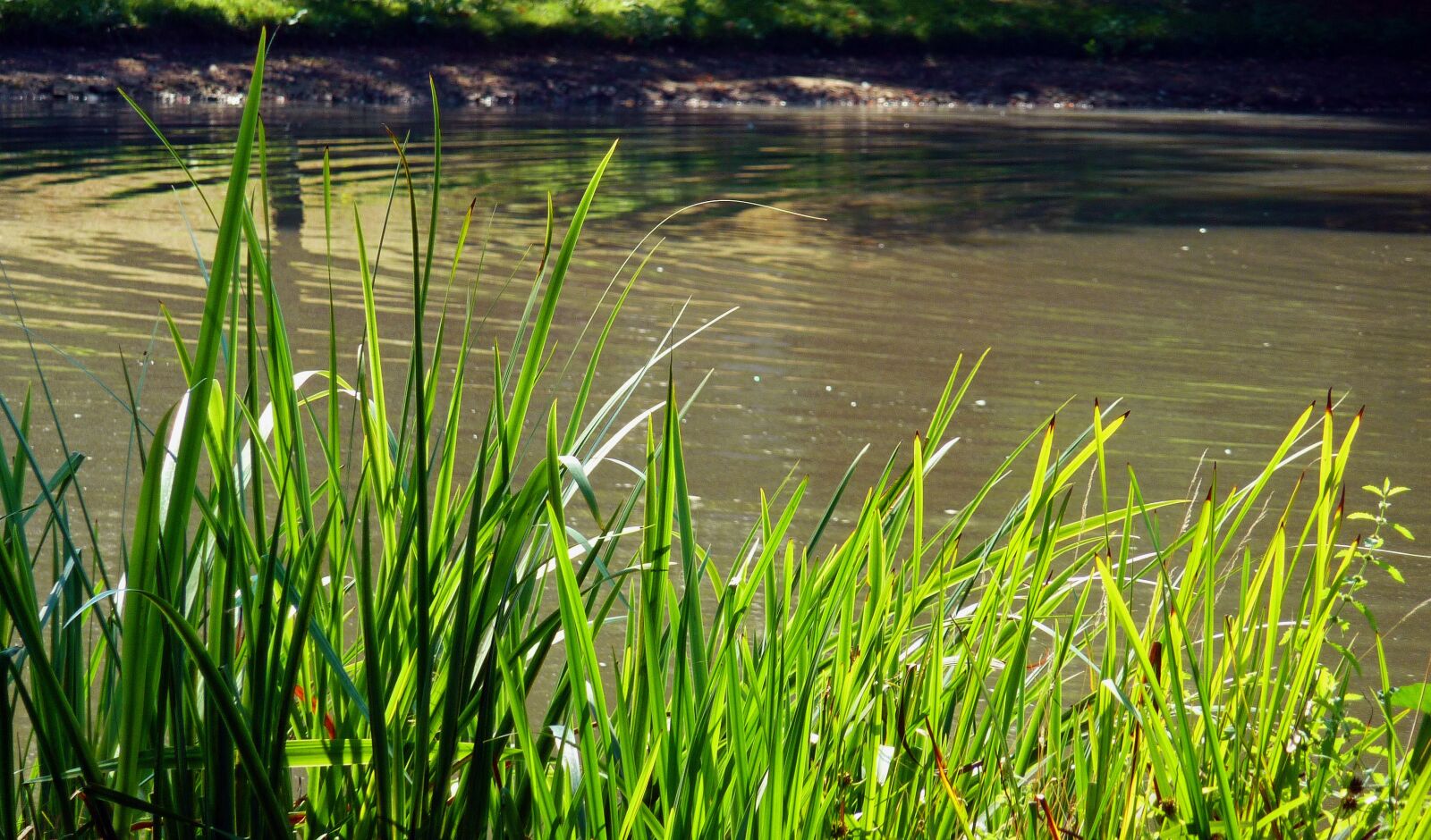 Panasonic DMC-TZ7 sample photo. Summer, late summer, nature photography