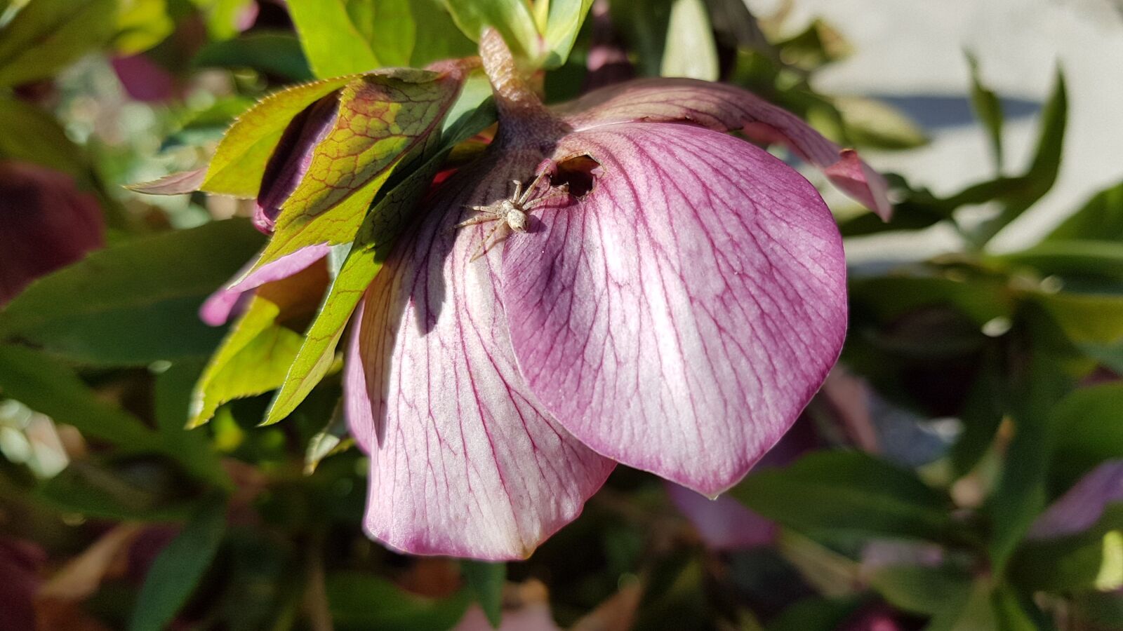 Samsung Galaxy S7 sample photo. Christmas rose, flower, spider photography