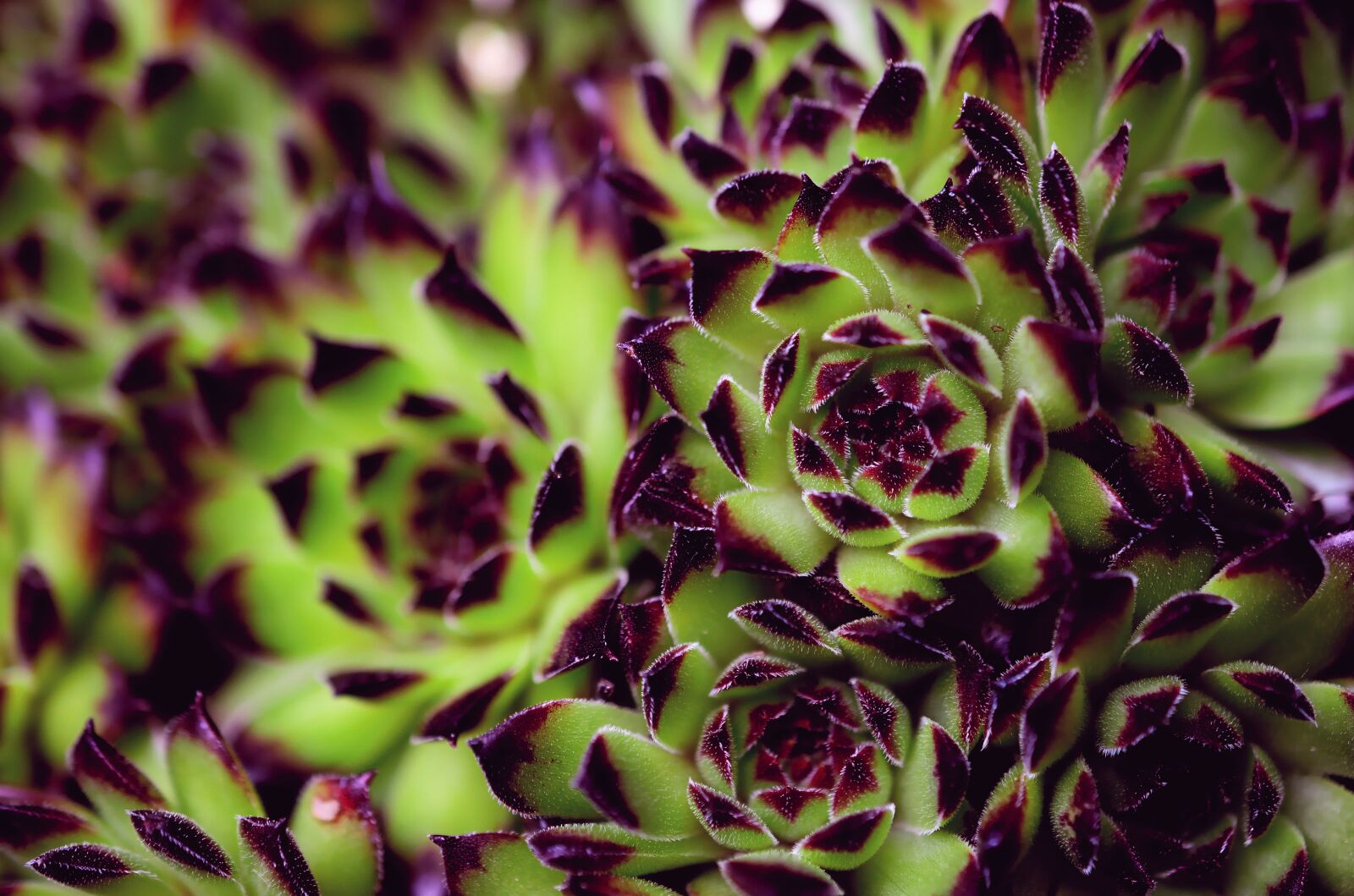 Nikon D5200 sample photo. Succulents, stone wurz, stone photography