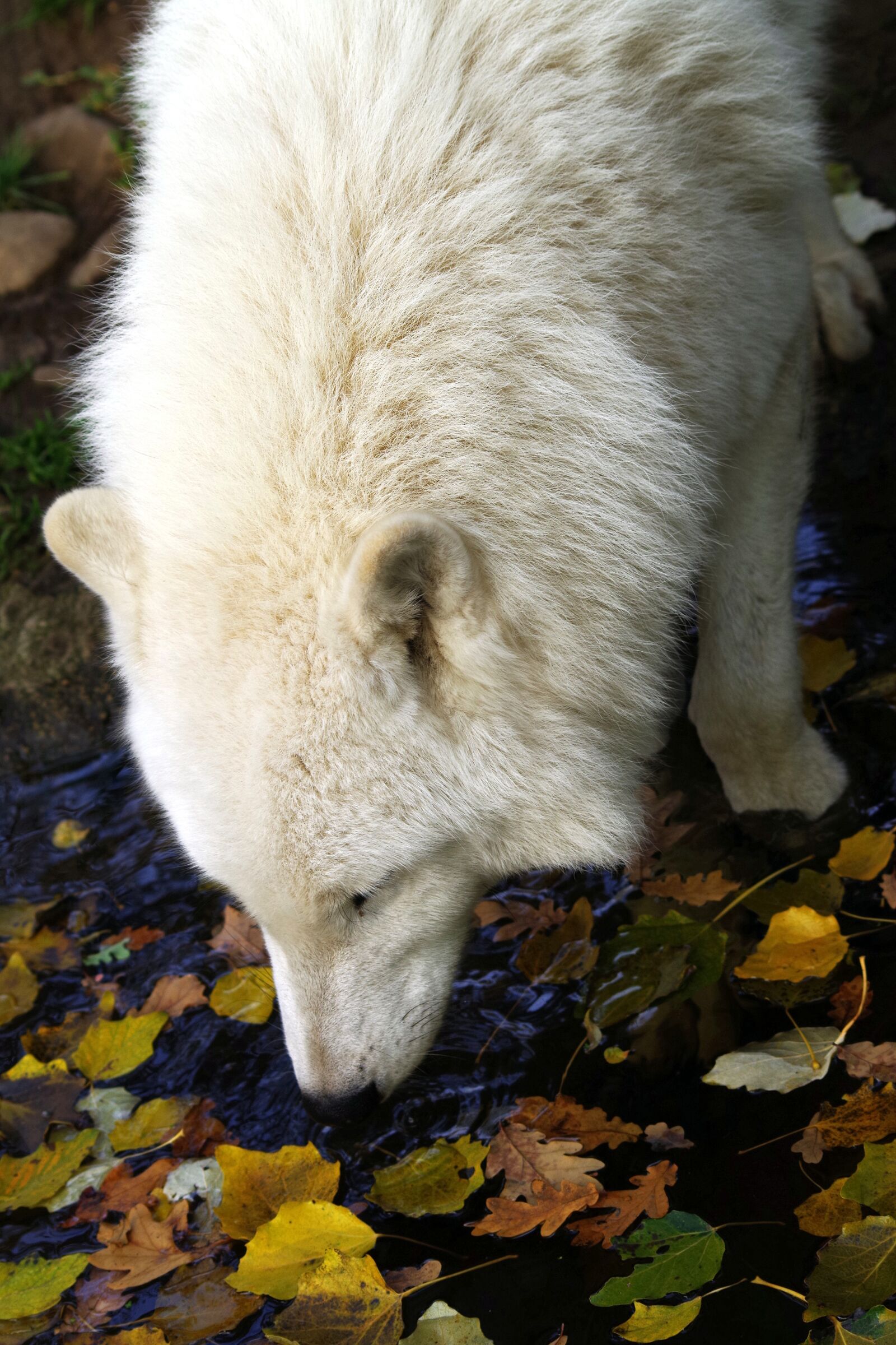 Pentax K-30 sample photo. Wolf, polarwolf, zoo photography