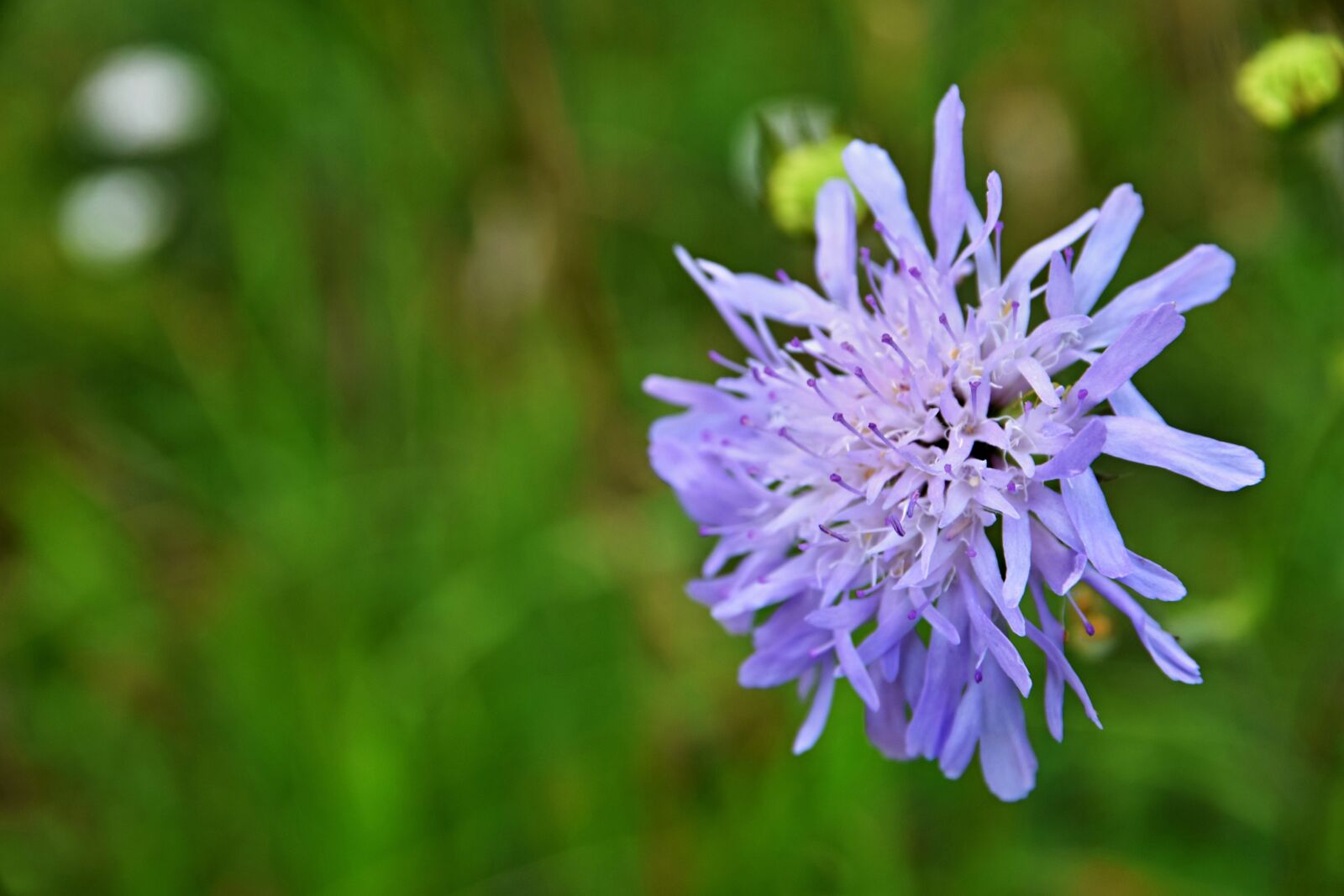 Nikon D5300 sample photo. Meadow, summer, blue photography