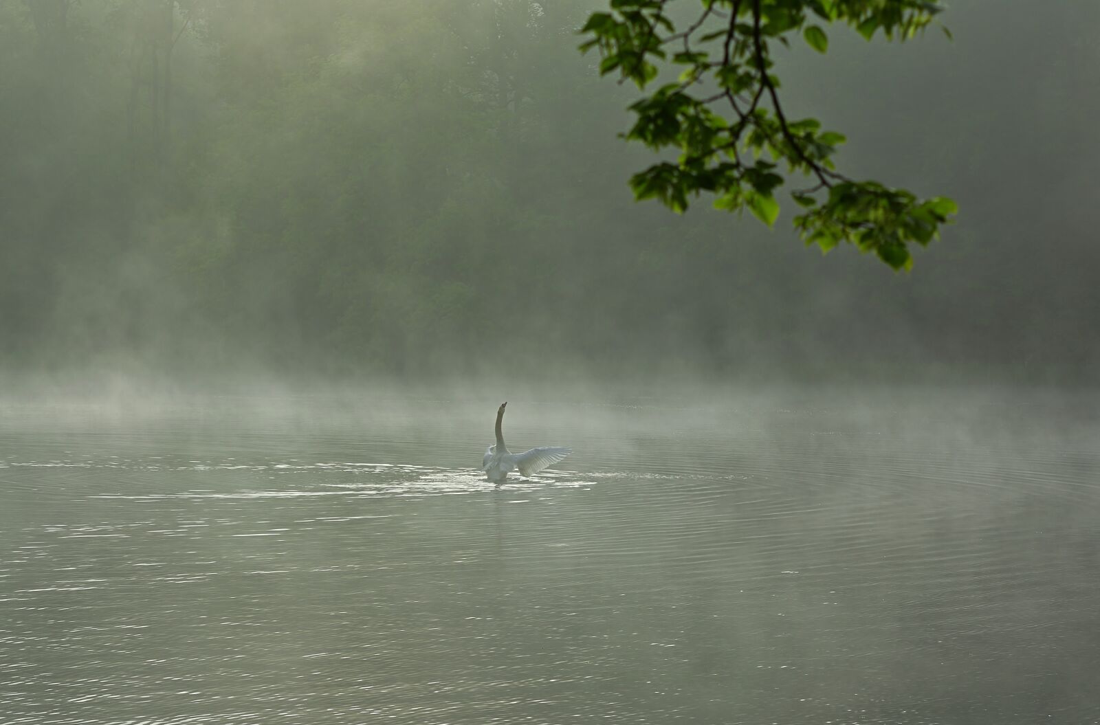 Nikon D5200 sample photo. Swan, fog, lake photography