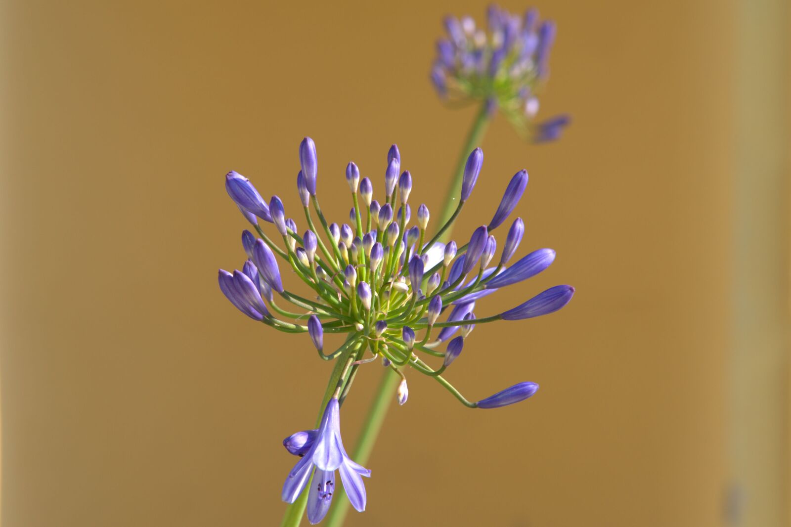 Sony a7 II + Sony FE 85mm F1.8 sample photo. Agapamptus, flower, blossom photography