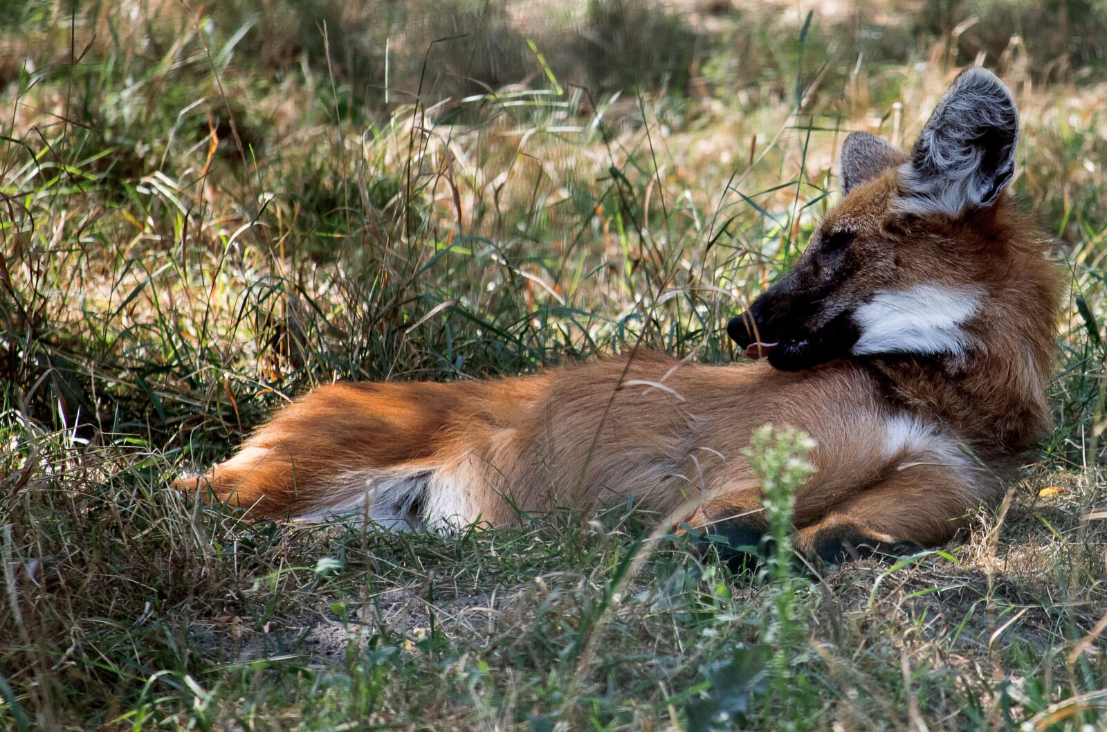 Canon EF-S 55-250mm F4-5.6 IS STM sample photo. Maned wolf, wolf, mammal photography