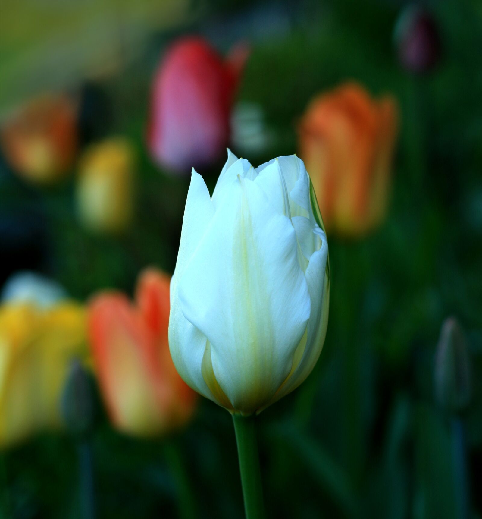 Canon EOS 400D (EOS Digital Rebel XTi / EOS Kiss Digital X) sample photo. Tulip, flower, white photography