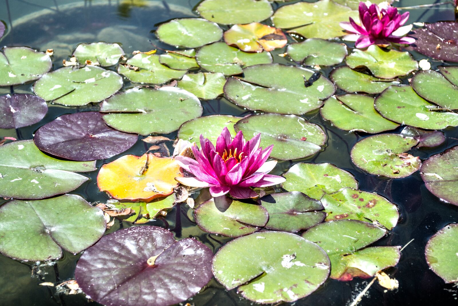 Nikon D3100 sample photo. Lily, pond, pad photography