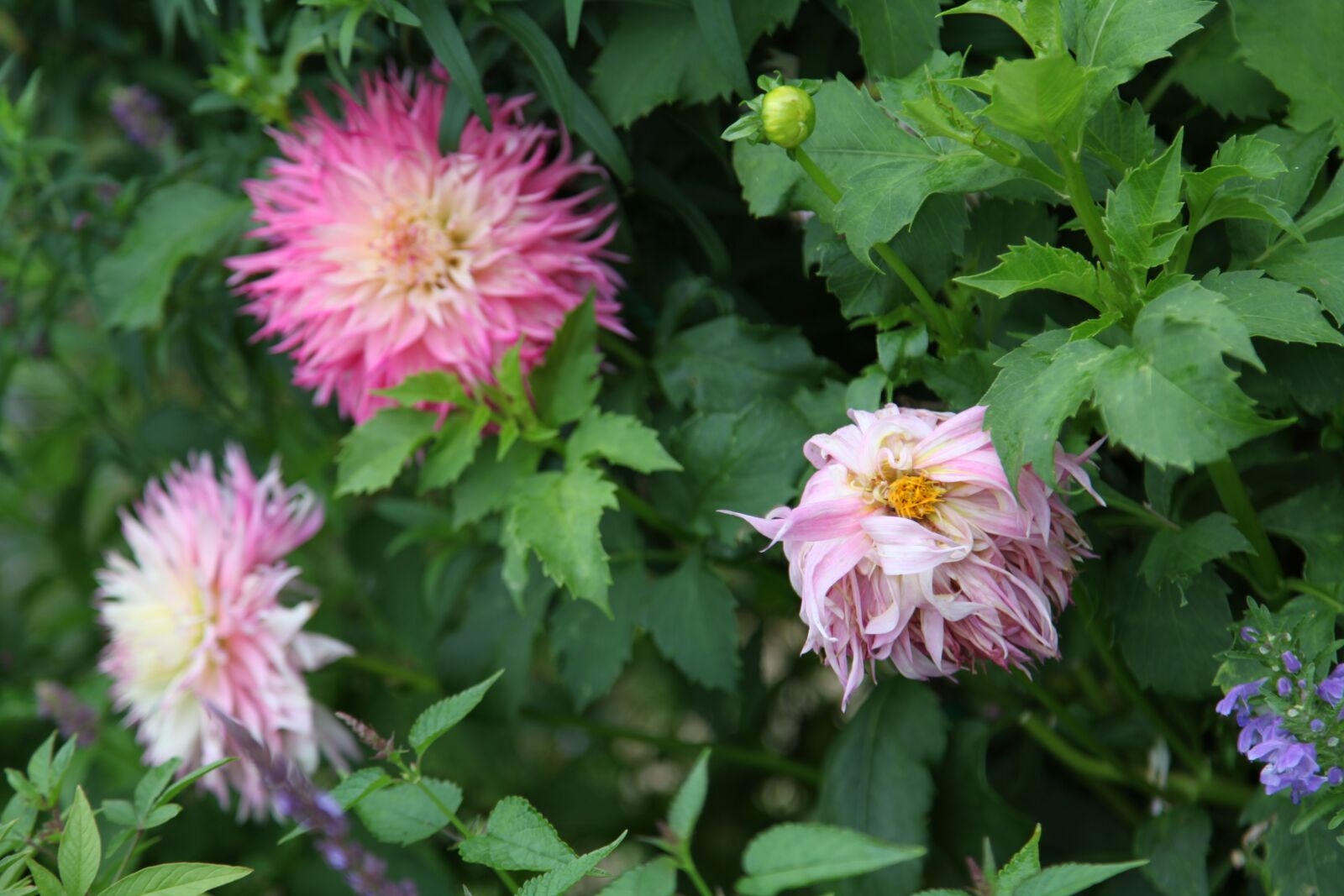 Canon EOS 5D Mark II sample photo. Flower, rest, idyll photography