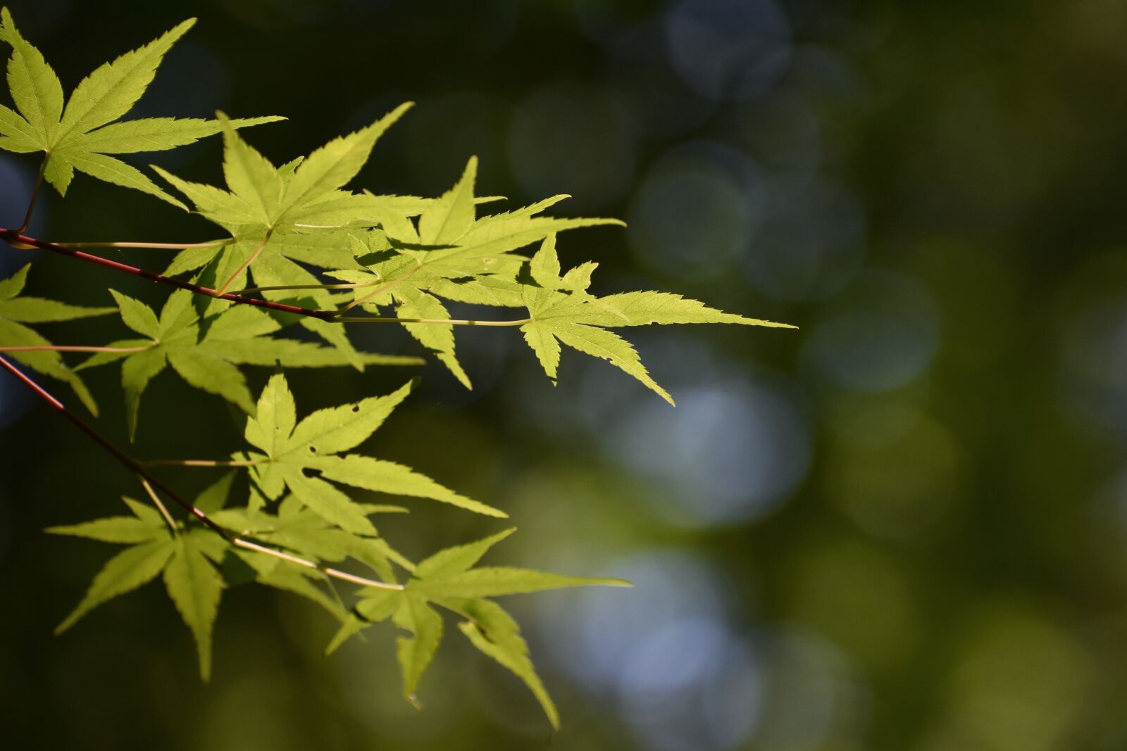 Nikon D7200 sample photo. Natural, landscape, forest photography