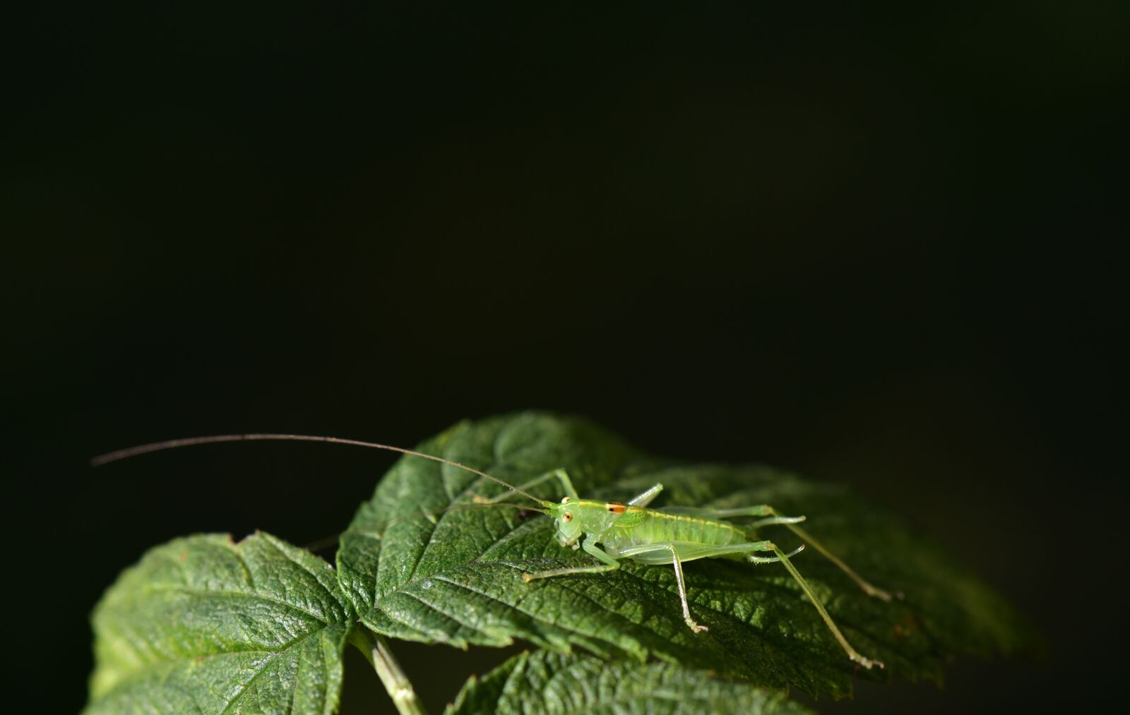 Nikon D750 sample photo. Grasshopper, green, insect photography