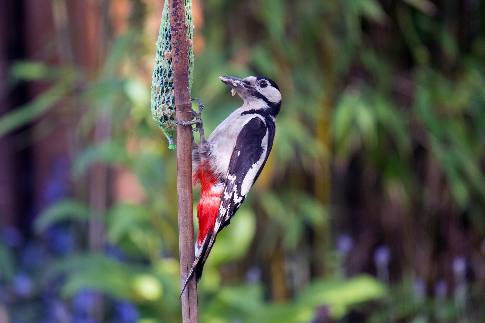 Nikon Z 50 sample photo. Great spotted woodpecker, woodpecker photography