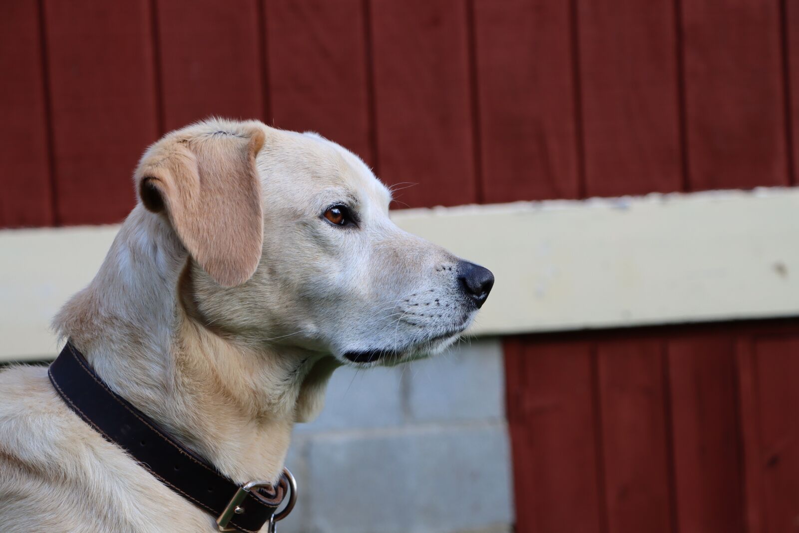 Canon EF-S 18-135mm F3.5-5.6 IS USM sample photo. Dog, yellow lab, labrador photography