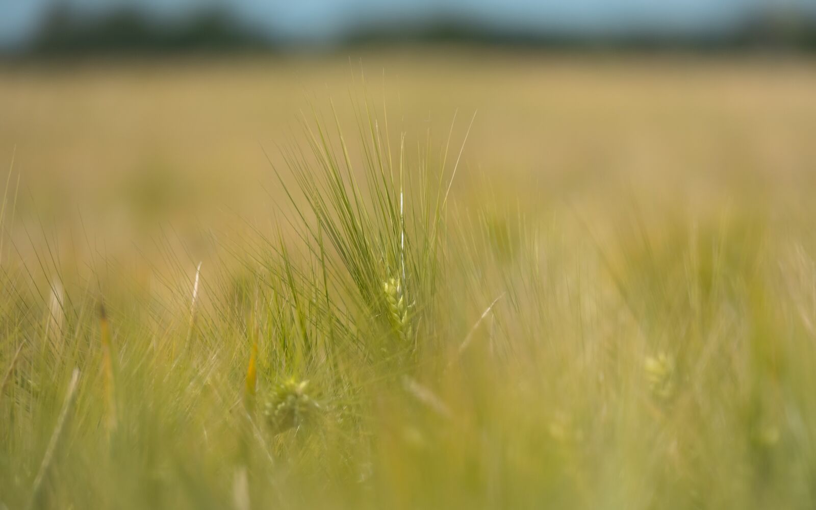 Canon PowerShot G3 X sample photo. Barley, cereals, ear photography