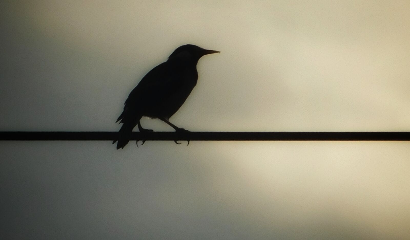 Nikon Coolpix L840 sample photo. Crow, morning, wire photography