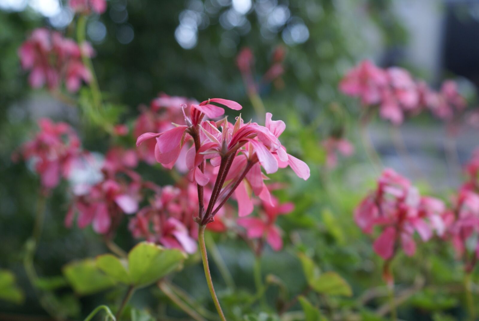 Sony Alpha DSLR-A100 sample photo. Flowers, summer, pink photography