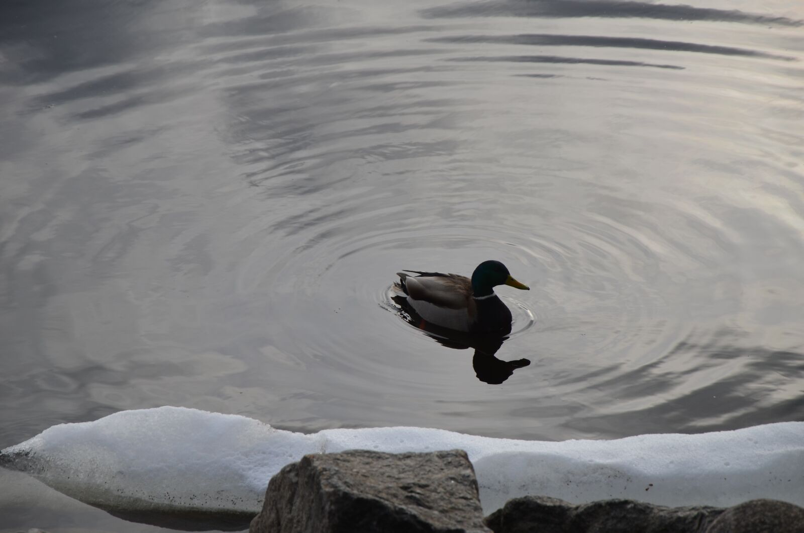 Nikon D5100 sample photo. Nature, duck, lake photography