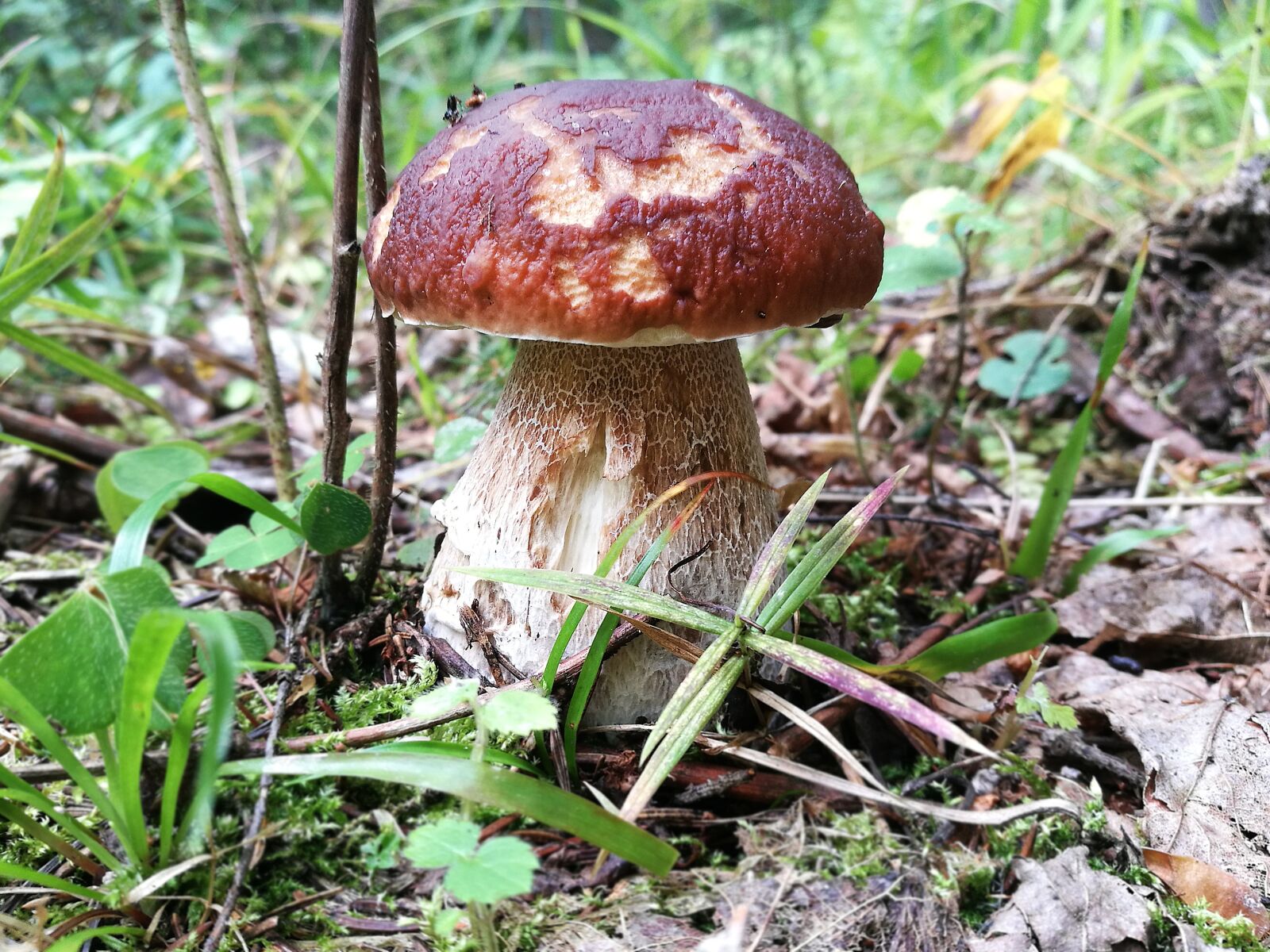 HUAWEI P9 sample photo. Mushrooms, boletus, forest photography
