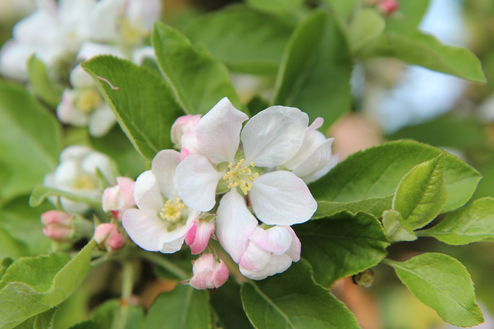 Canon EOS 600D (Rebel EOS T3i / EOS Kiss X5) sample photo. Apple, apple blossom photography
