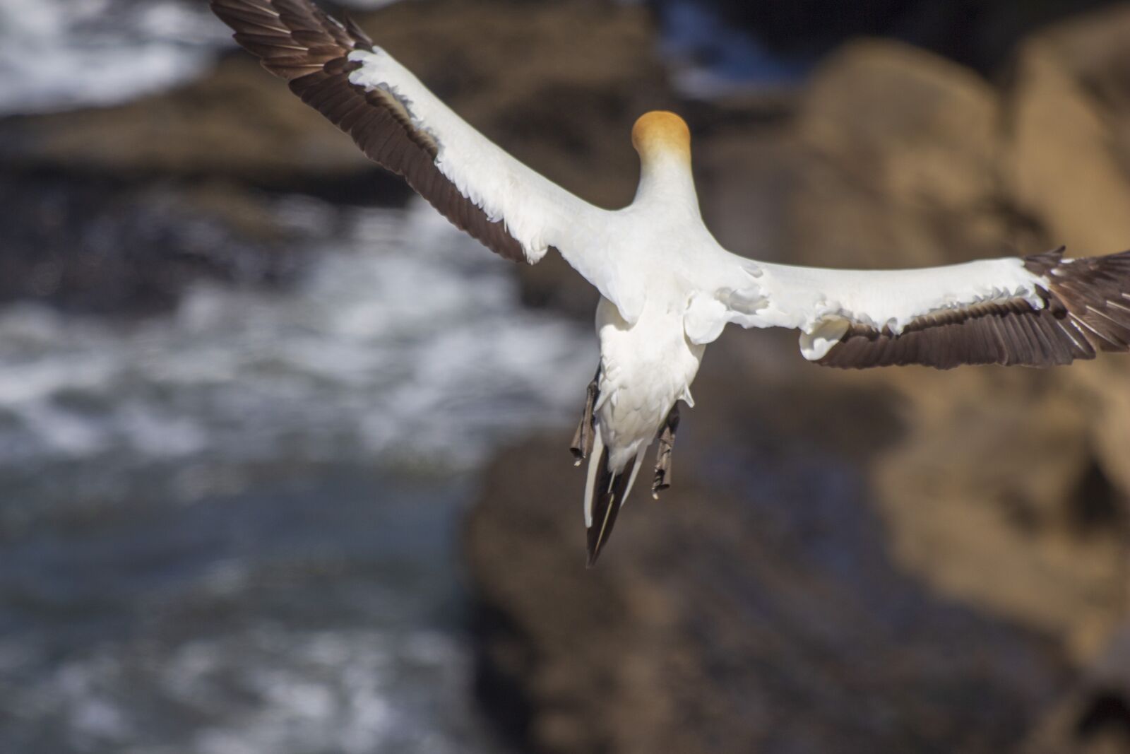 Canon EF 70-300 F4-5.6 IS II USM sample photo. Flying, bird, sea photography