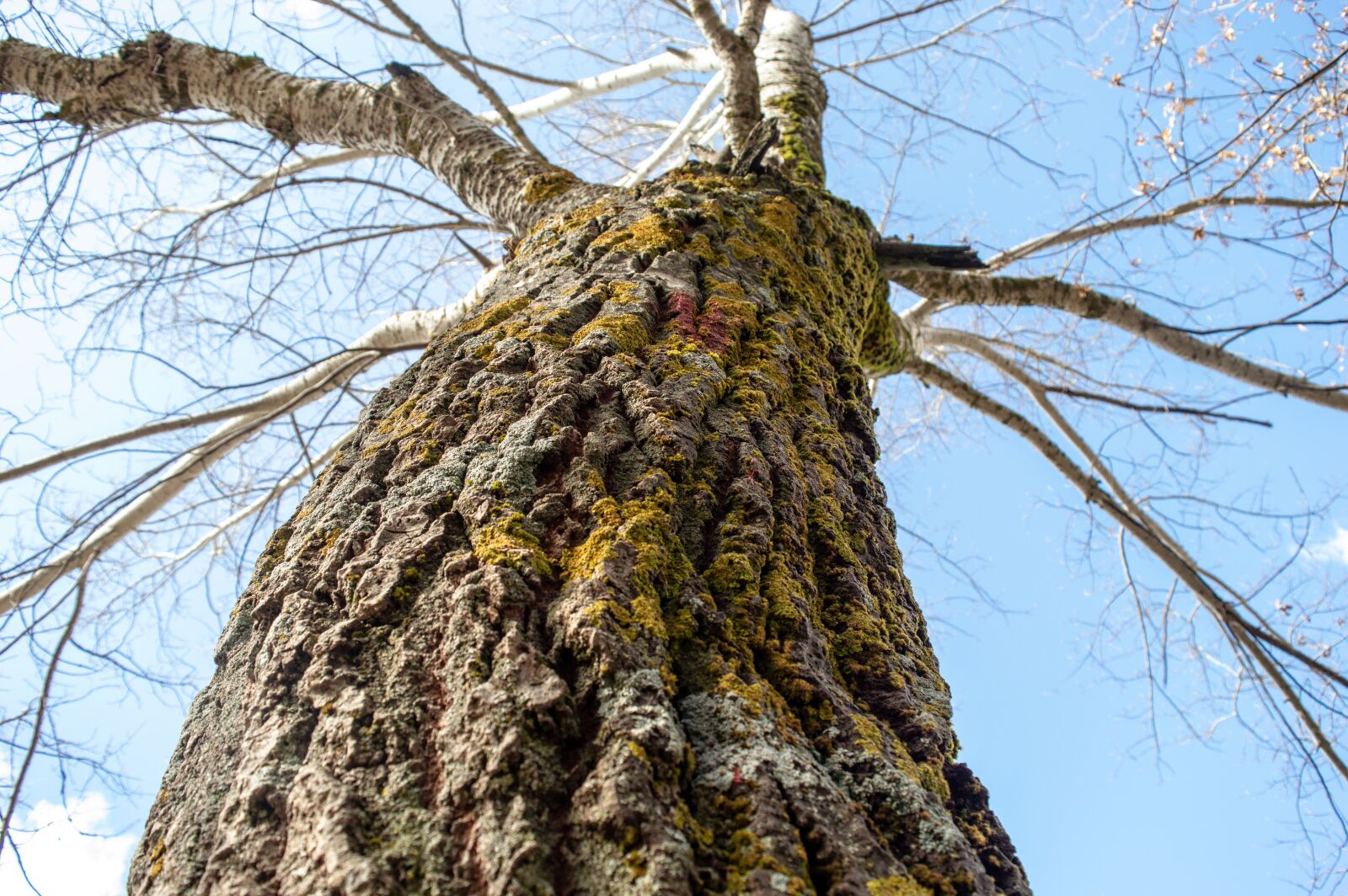 Nikon D3200 sample photo. Nature, tree, landscape photography