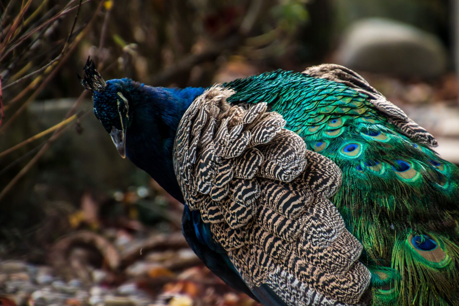 Canon EOS 70D sample photo. Peacock, bird, colorful photography