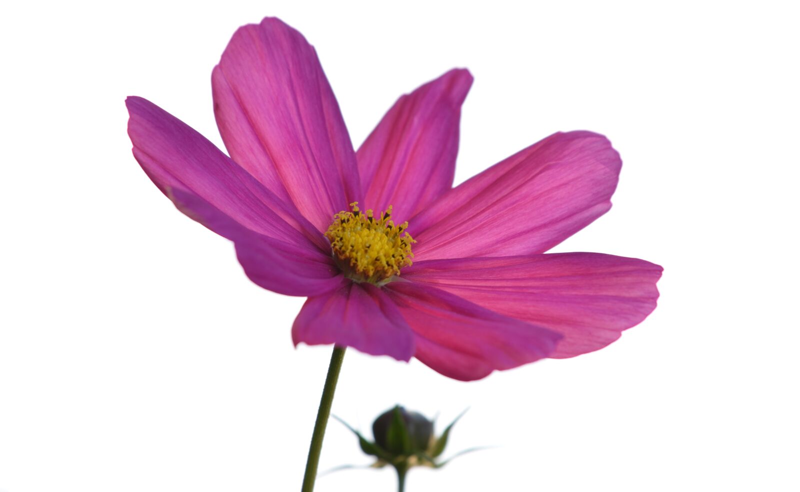 Nikon D5100 sample photo. Flower, cosmos, nature pink photography