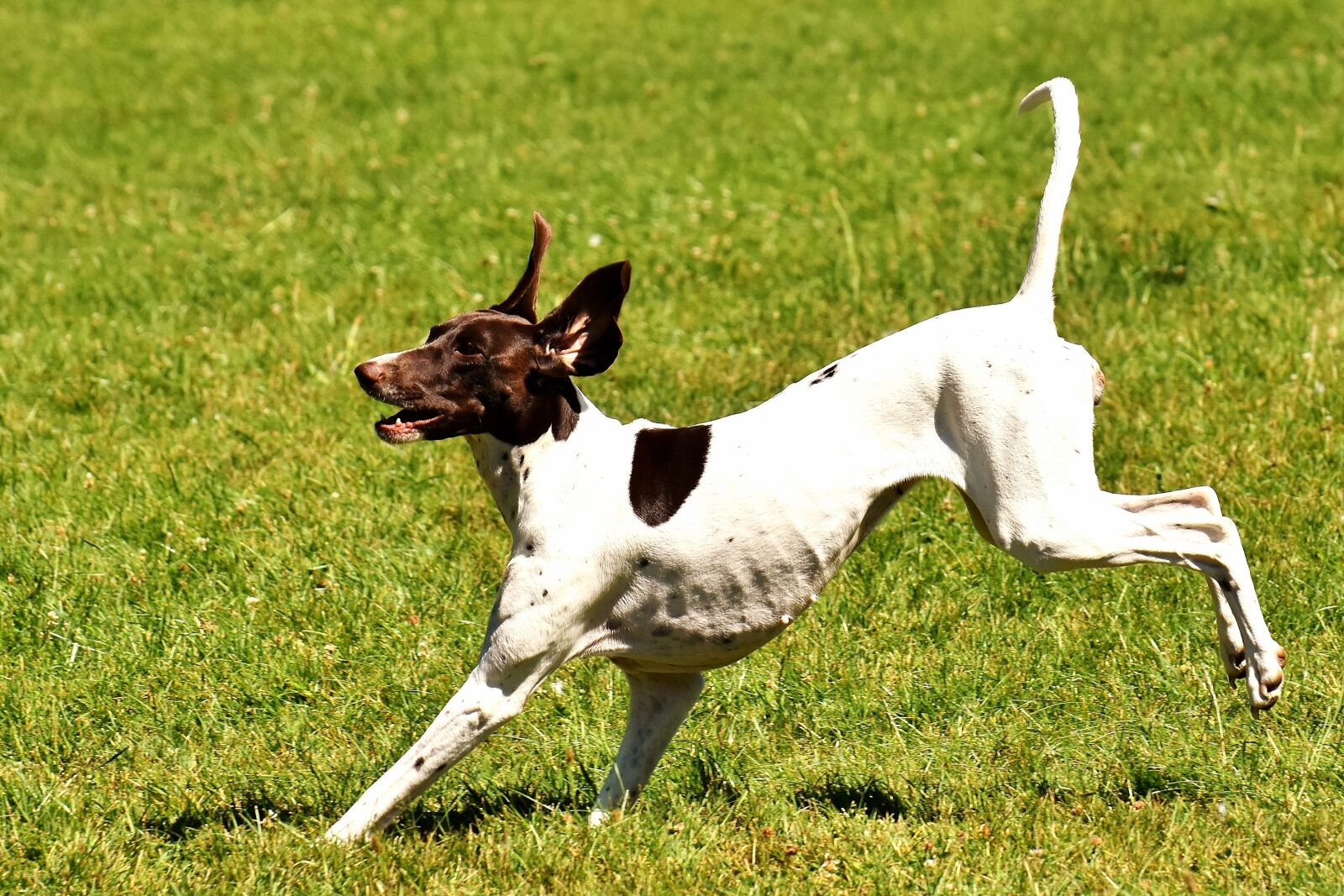 Nikon D7200 sample photo. Dog, play, meadow photography
