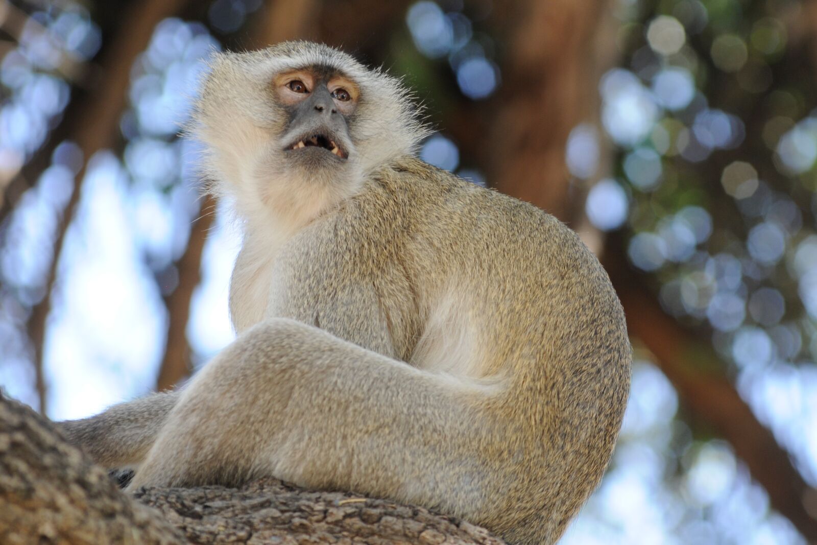 Nikon D300 sample photo. Botswana, monkey, curiosity photography
