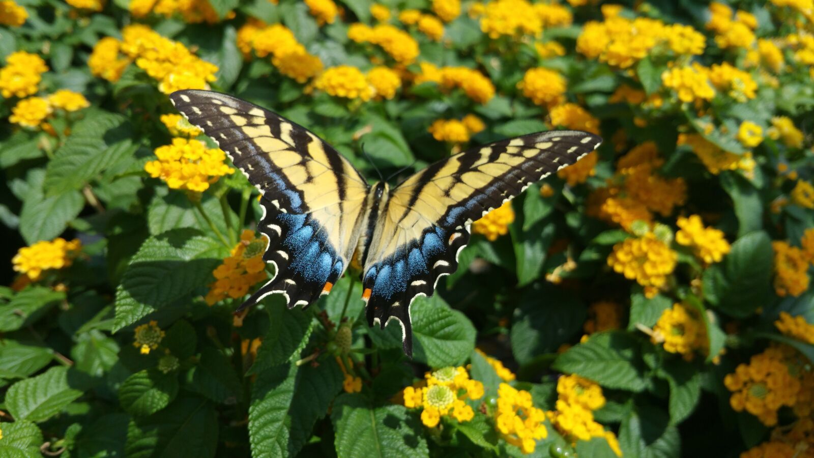 Samsung Galaxy Note4 sample photo. Butterfly, flower, yellow photography