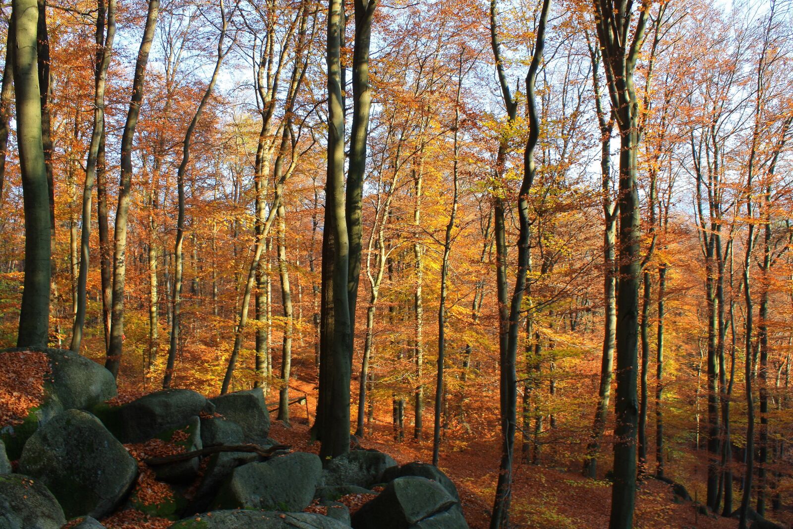 Canon EOS 1000D (EOS Digital Rebel XS / EOS Kiss F) sample photo. Autumn, nature, forest photography