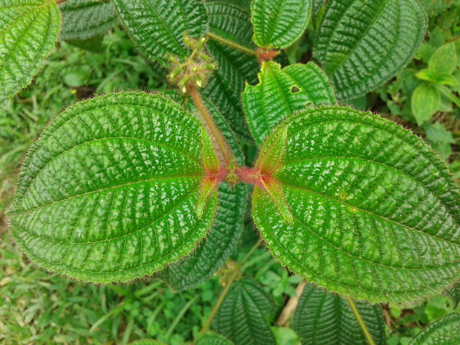Samsung Galaxy S3 Duos sample photo. "Plant, nettle, nature" photography