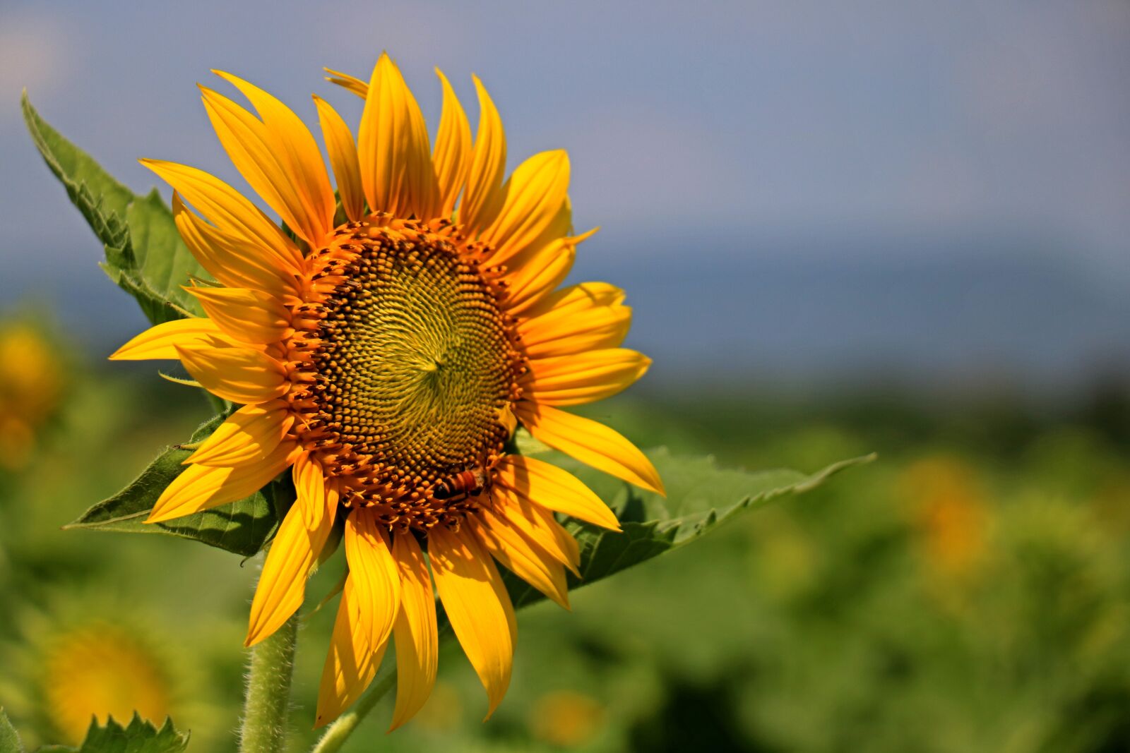 Canon EOS 750D (EOS Rebel T6i / EOS Kiss X8i) sample photo. Thailand, sunflower, yellow photography