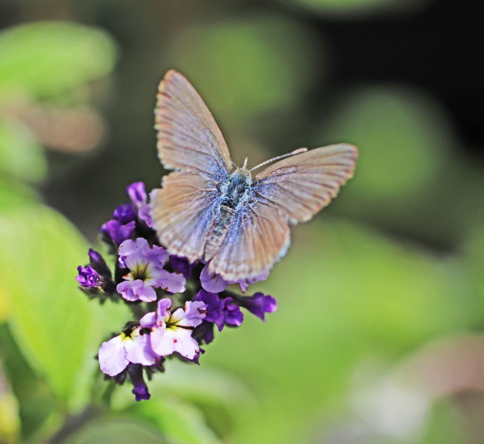 Tamron SP 90mm F2.8 Di VC USD 1:1 Macro sample photo. Butterfly, insect, flower photography