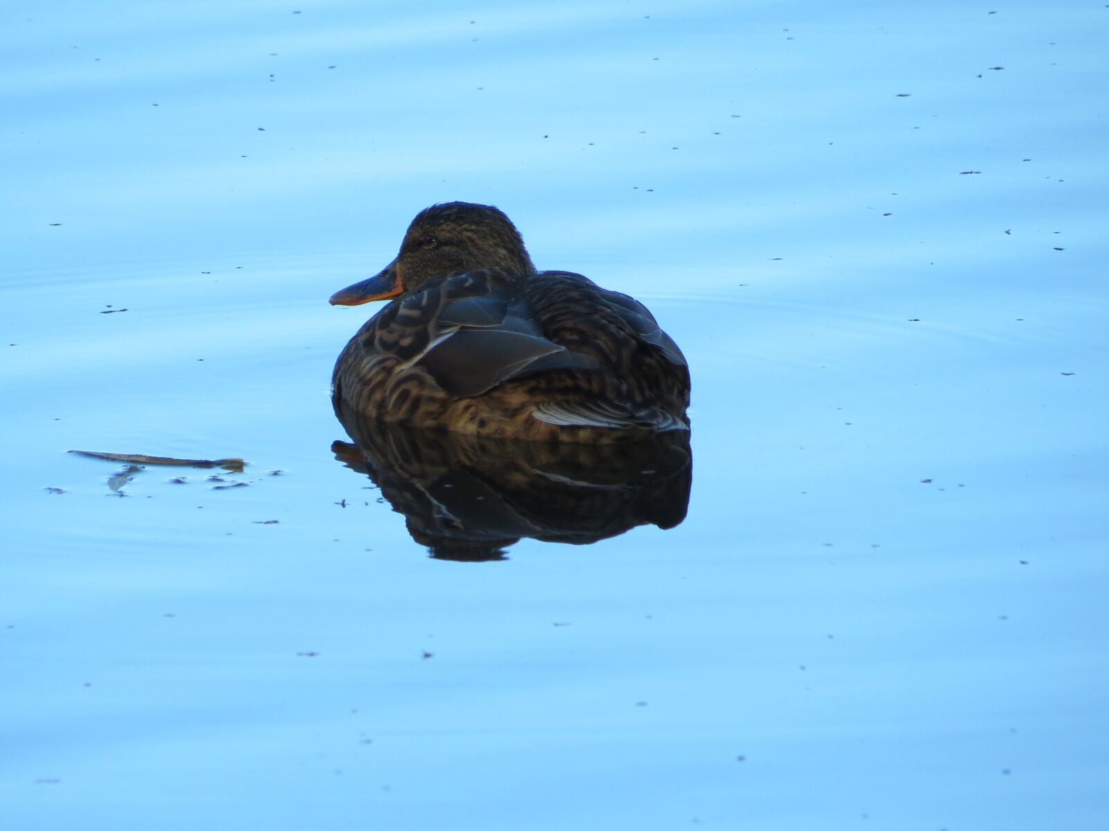 Canon PowerShot SX40 HS sample photo. Mallard, female, duck photography